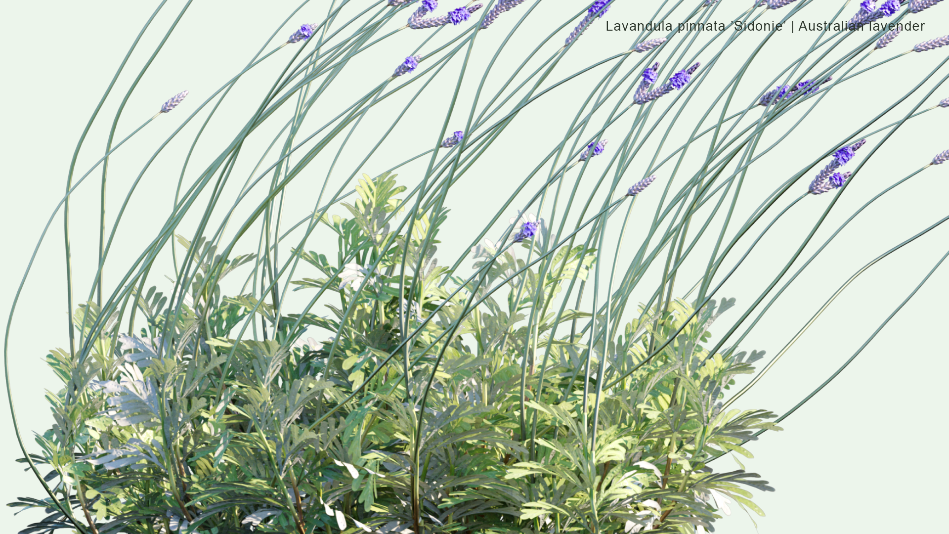 2D Lavandula Pinnata 'Sidonie' - Australian Lavender