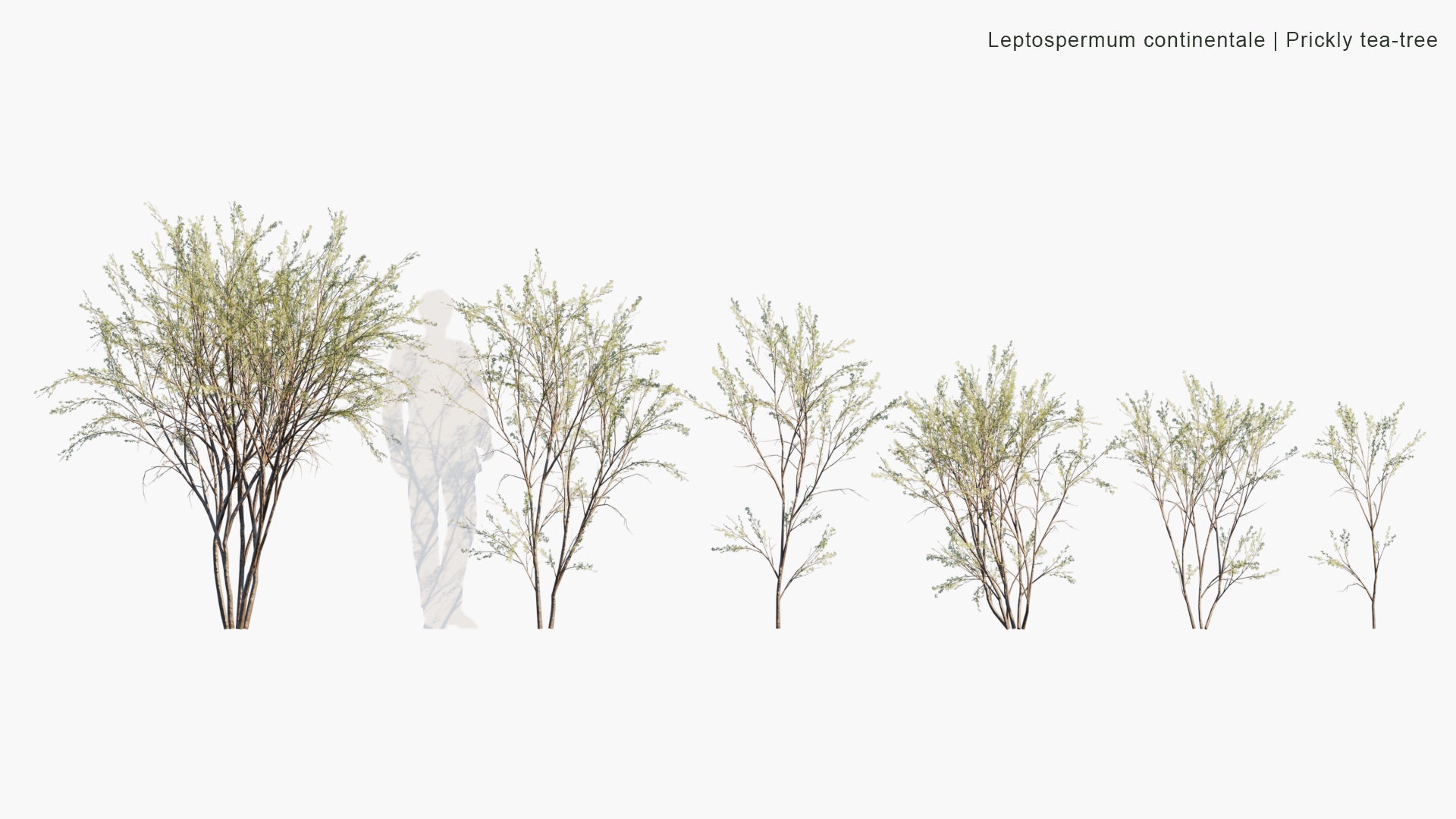 Low Poly Leptospermum Continentale - Prickly Tea-tree (3D Model)