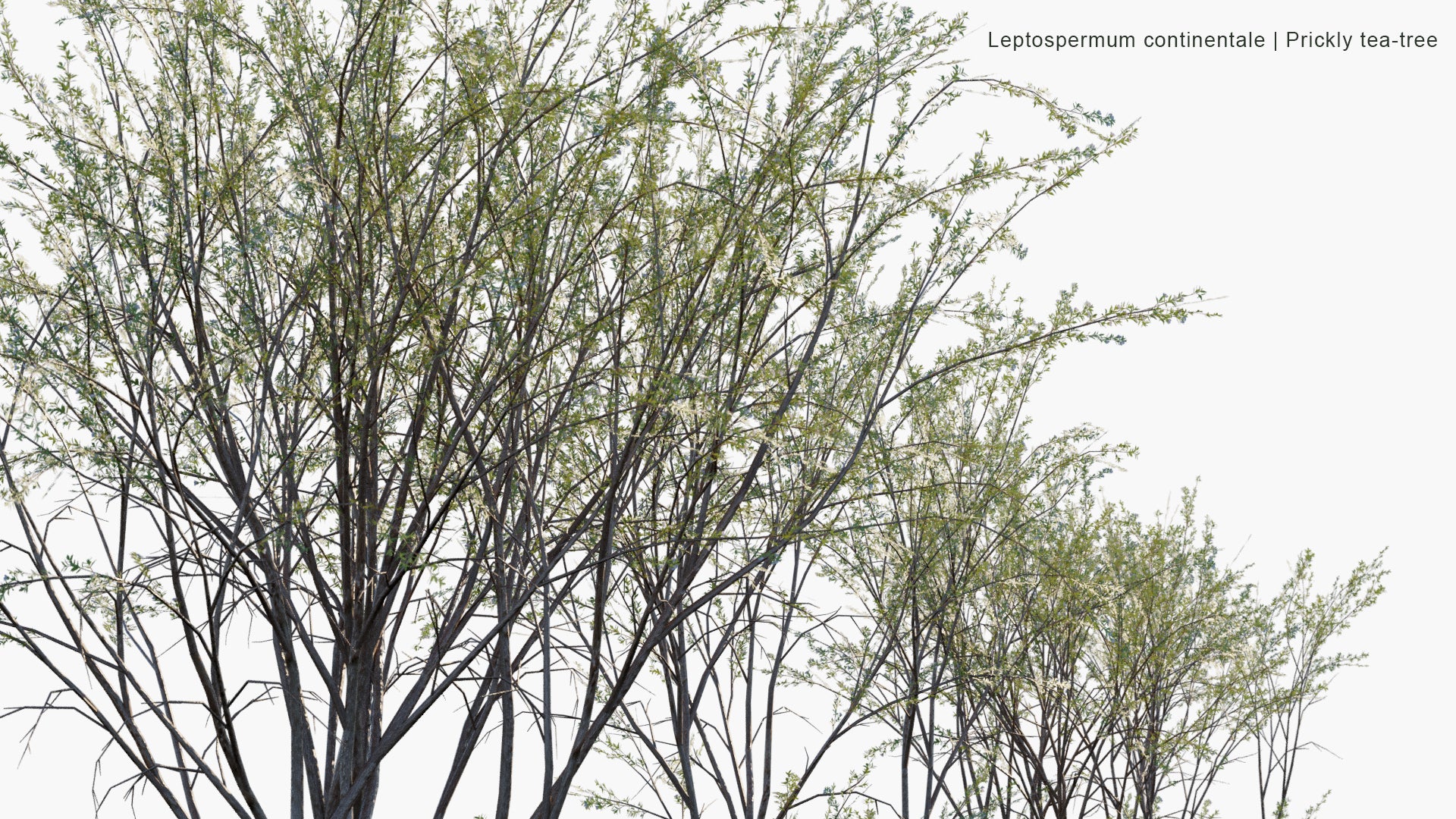 Low Poly Leptospermum Continentale - Prickly Tea-tree (3D Model)