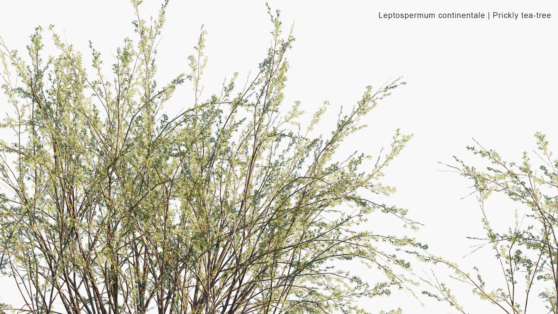 Low Poly Leptospermum Continentale - Prickly Tea-tree (3D Model)