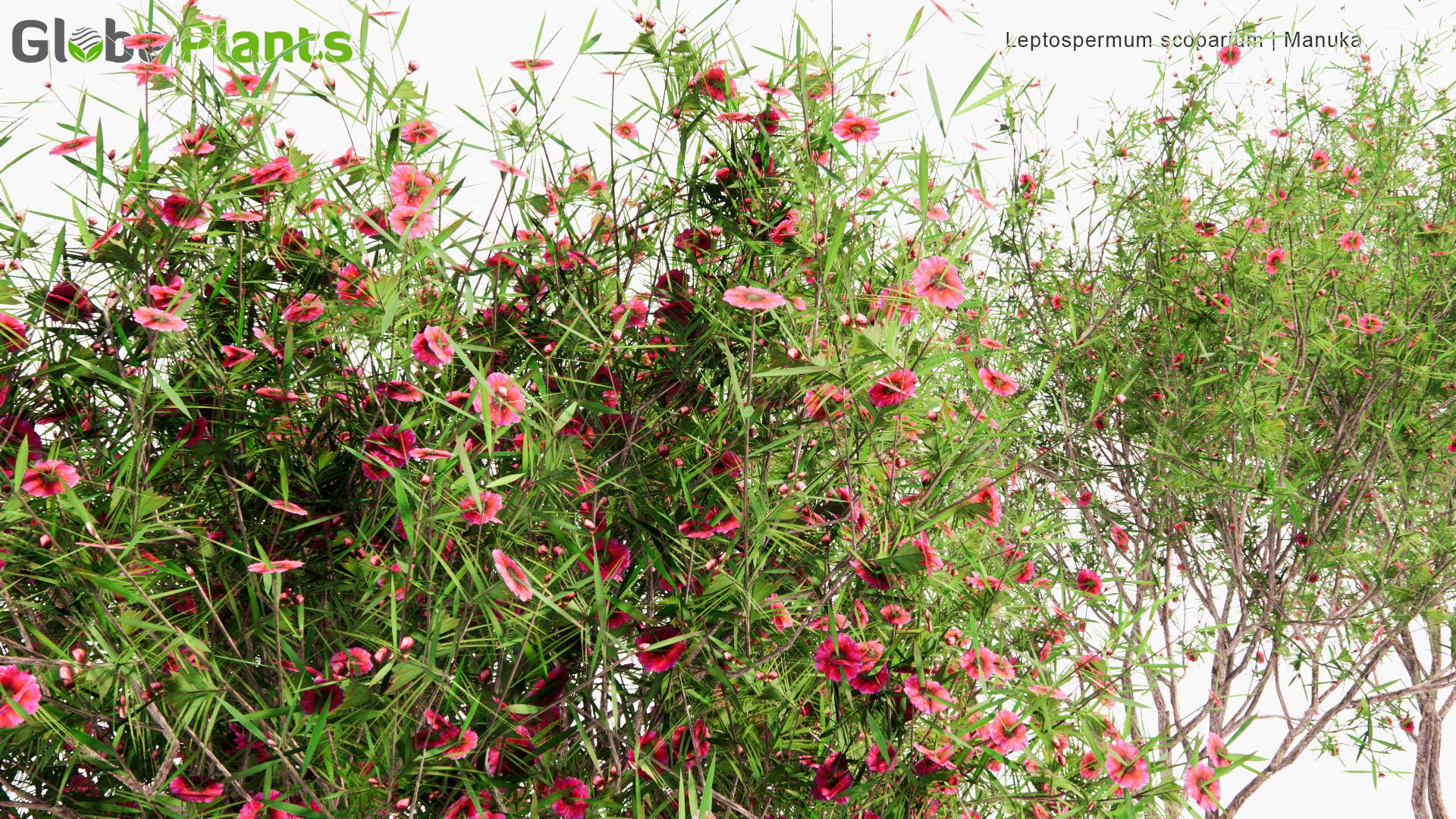 Low Poly Leptospermum Scoparium - Manuka, Manuka Myrtle, New Zealand Teatree, Broom Tea-Tree, Tea Tree (3D Model)
