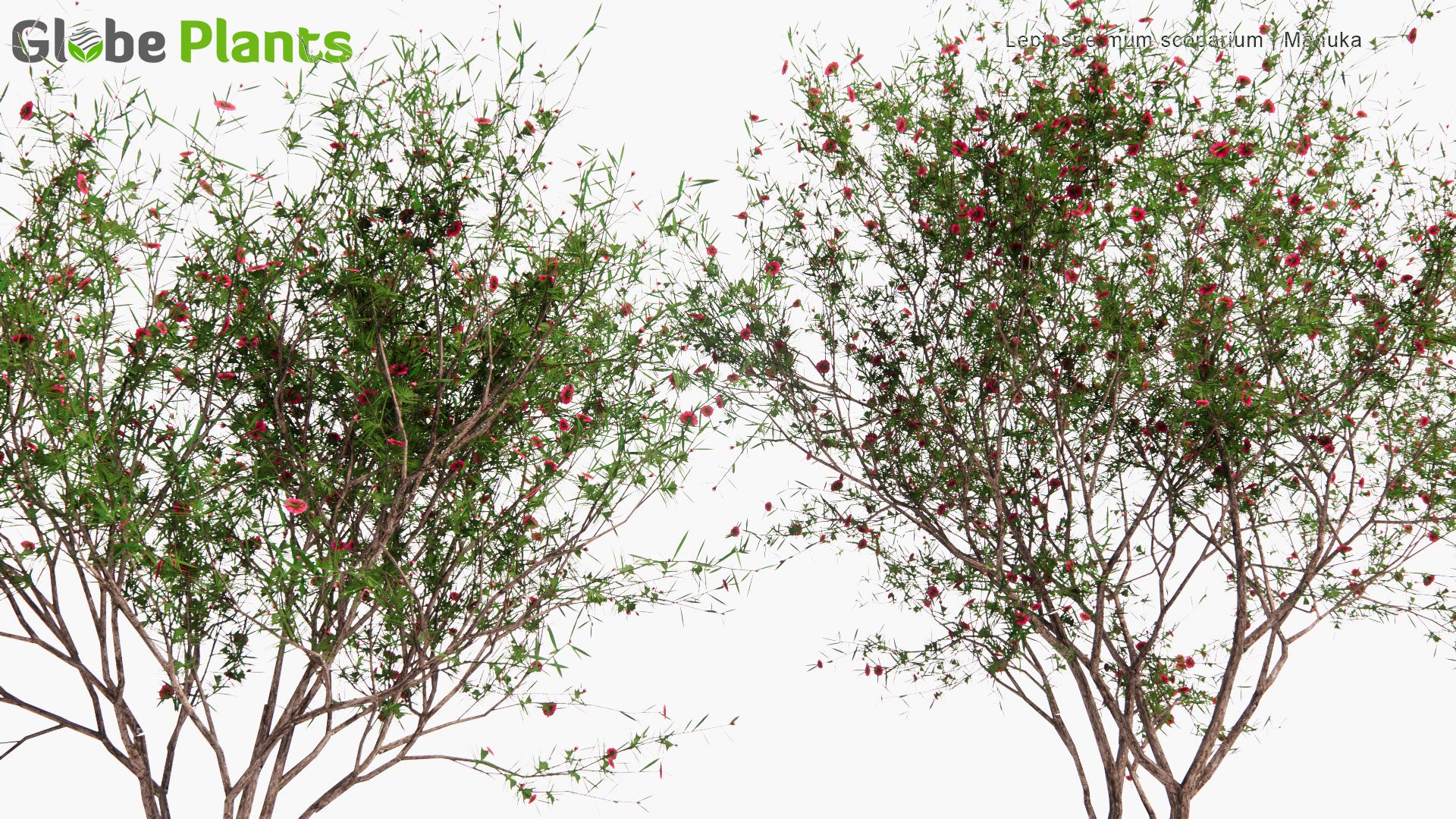 Low Poly Leptospermum Scoparium - Manuka, Manuka Myrtle, New Zealand Teatree, Broom Tea-Tree, Tea Tree (3D Model)
