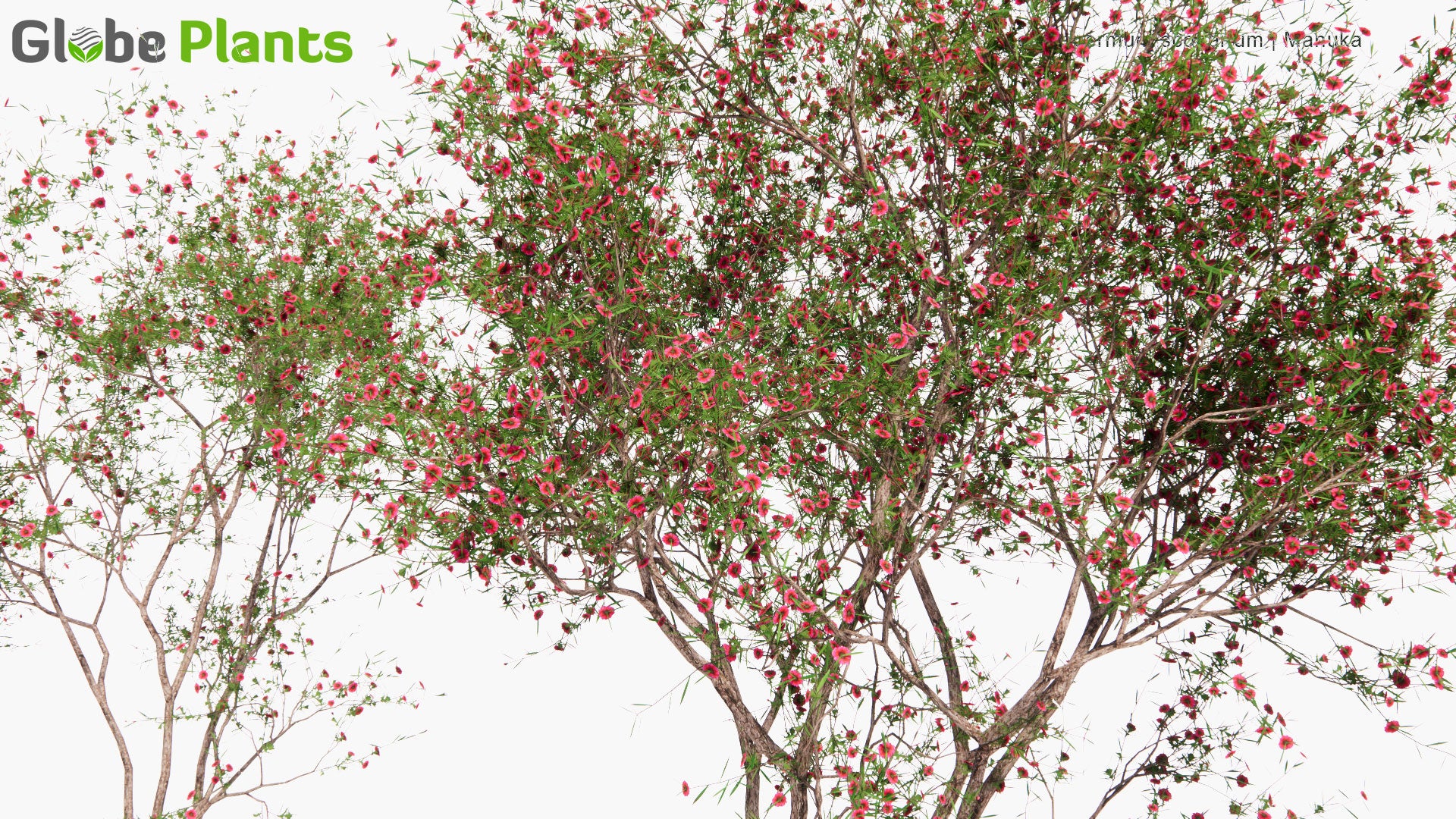 Low Poly Leptospermum Scoparium - Manuka, Manuka Myrtle, New Zealand Teatree, Broom Tea-Tree, Tea Tree (3D Model)