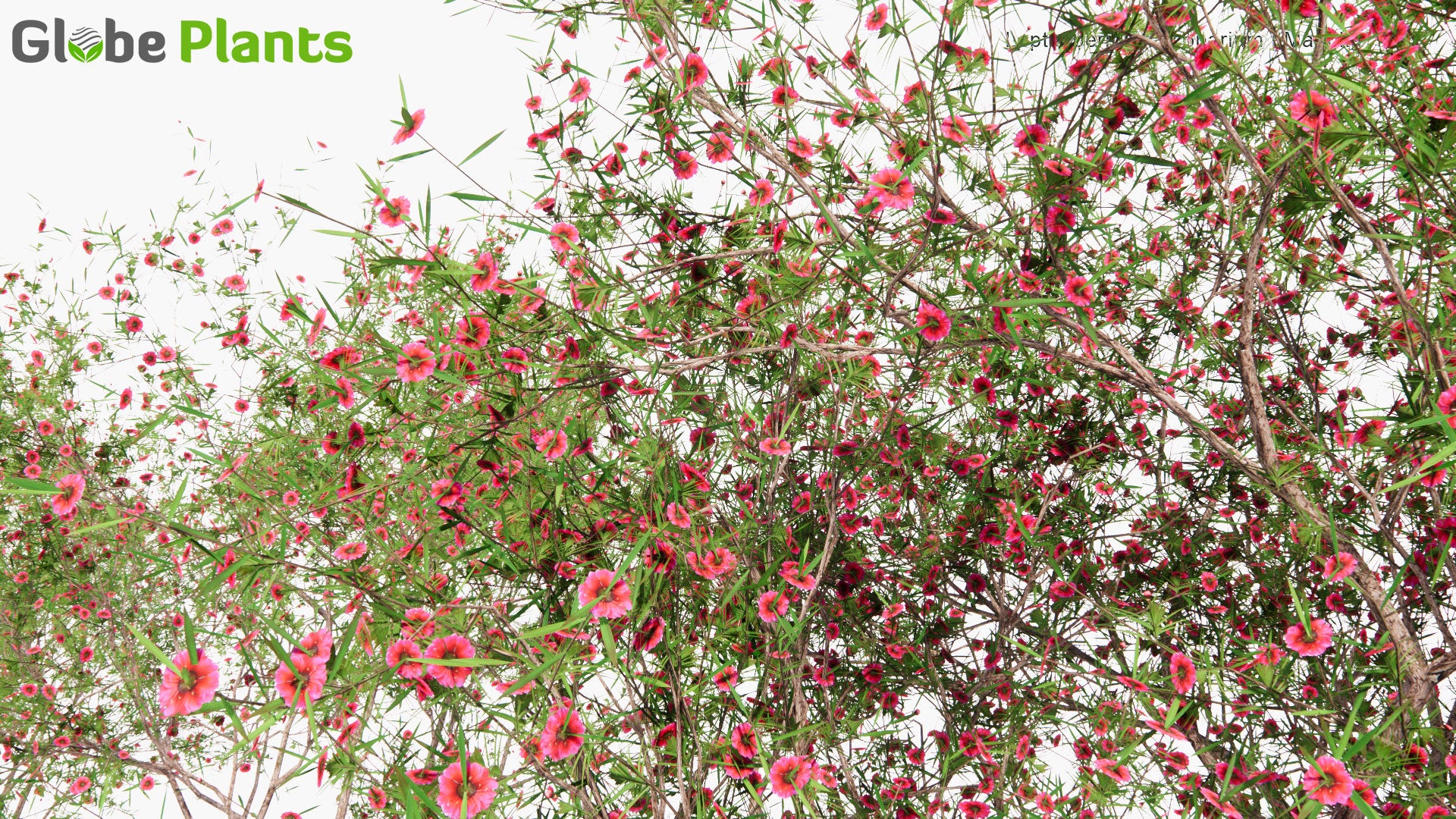 Low Poly Leptospermum Scoparium - Manuka, Manuka Myrtle, New Zealand Teatree, Broom Tea-Tree, Tea Tree (3D Model)