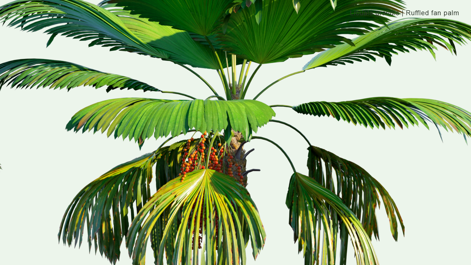 2D Licuala Grandis - Ruffled Fan Palm, Vanuatu Fan Palm, Palas Palm