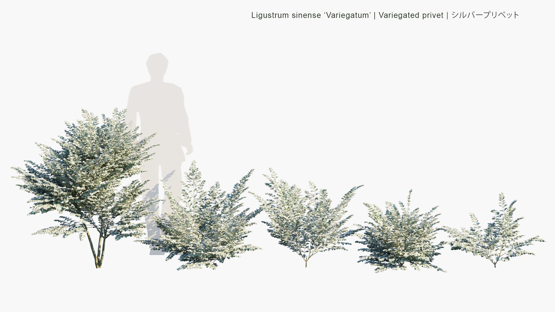 Low Poly Ligustrum Sinense Variegatum - Variegated Privet , シルバープリペット (3D Model)