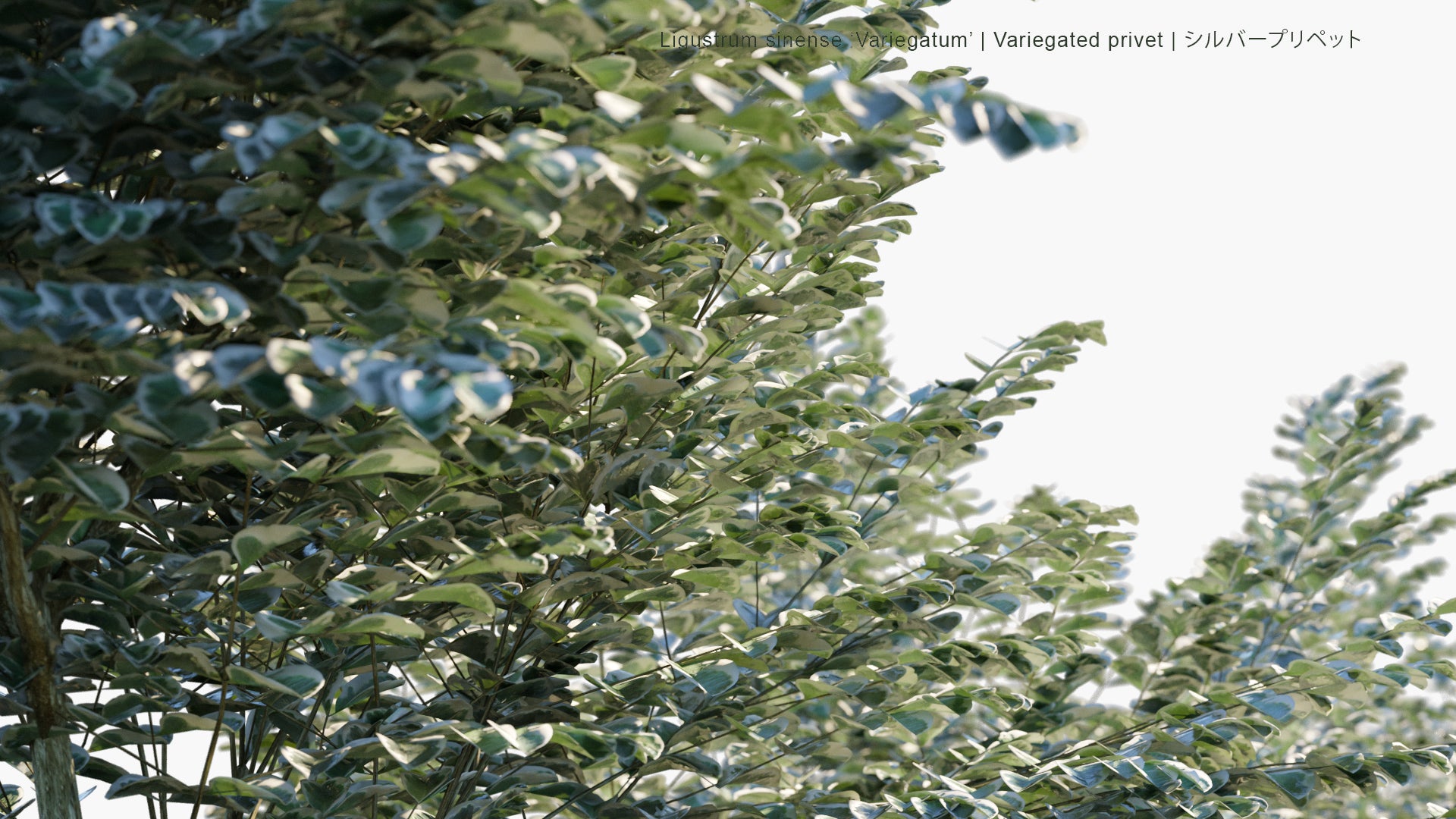 Low Poly Ligustrum Sinense Variegatum - Variegated Privet , シルバープリペット (3D Model)