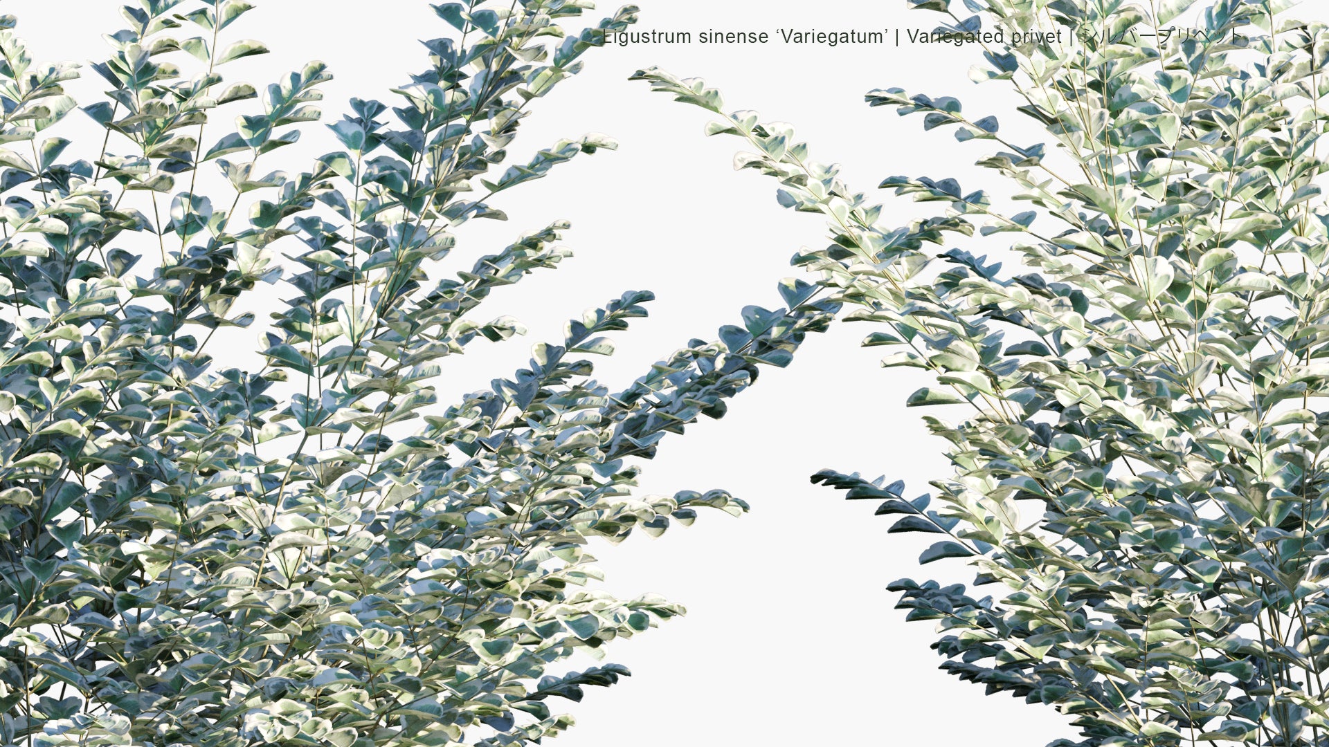 Low Poly Ligustrum Sinense Variegatum - Variegated Privet , シルバープリペット (3D Model)