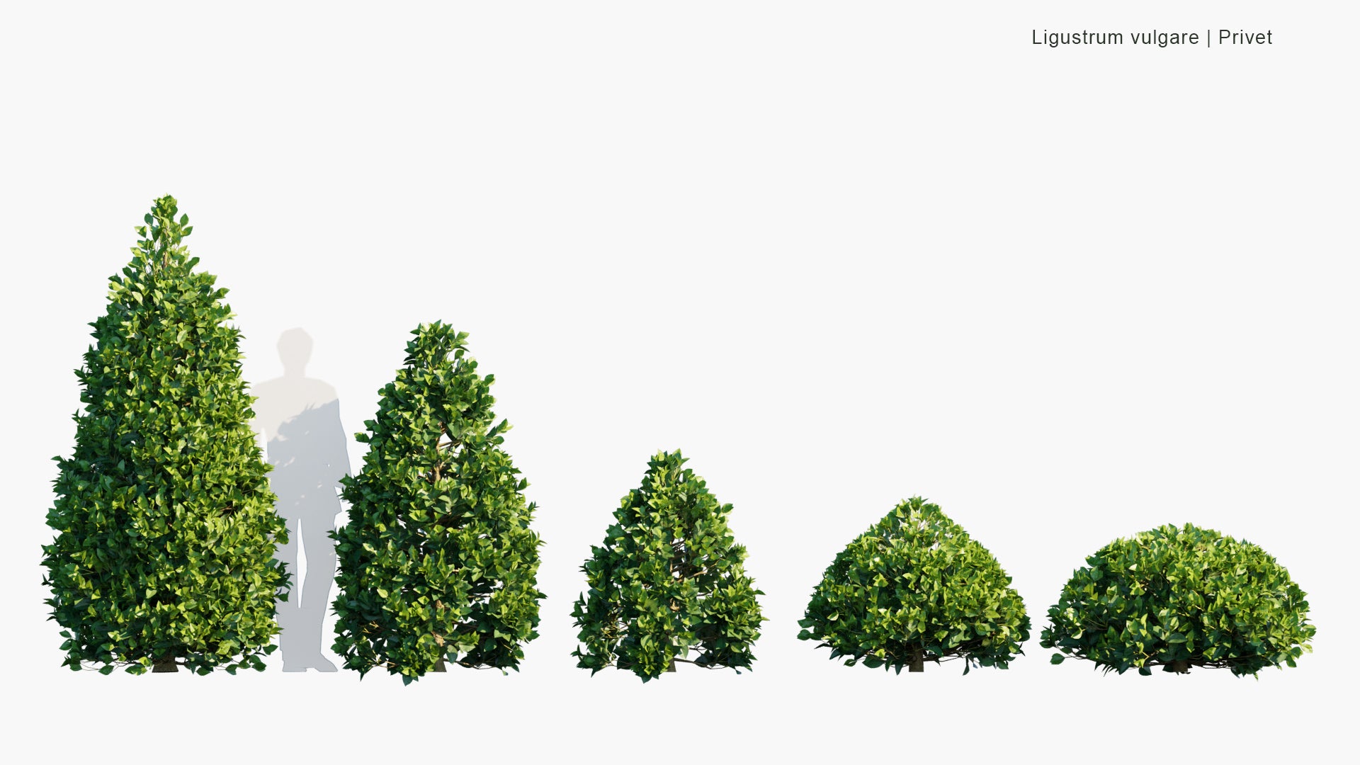 Low Poly Ligustrum Vulgare - Wild Privet, Common Privet, European Privet (3D Model)