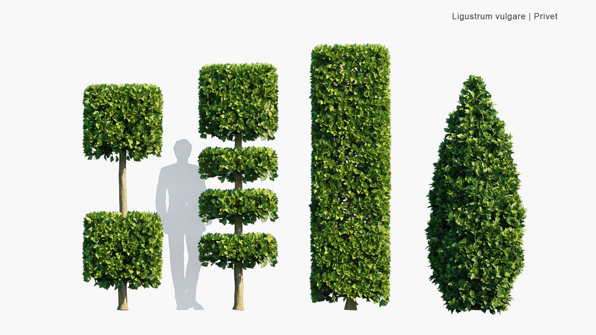 Low Poly Ligustrum Vulgare - Wild Privet, Common Privet, European Privet (3D Model)