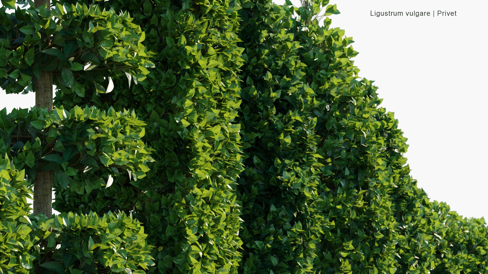 Low Poly Ligustrum Vulgare - Wild Privet, Common Privet, European Privet (3D Model)
