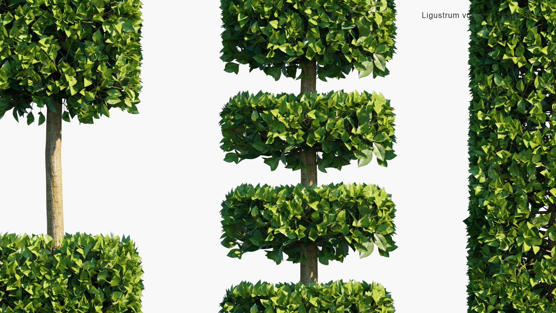 Low Poly Ligustrum Vulgare - Wild Privet, Common Privet, European Privet (3D Model)