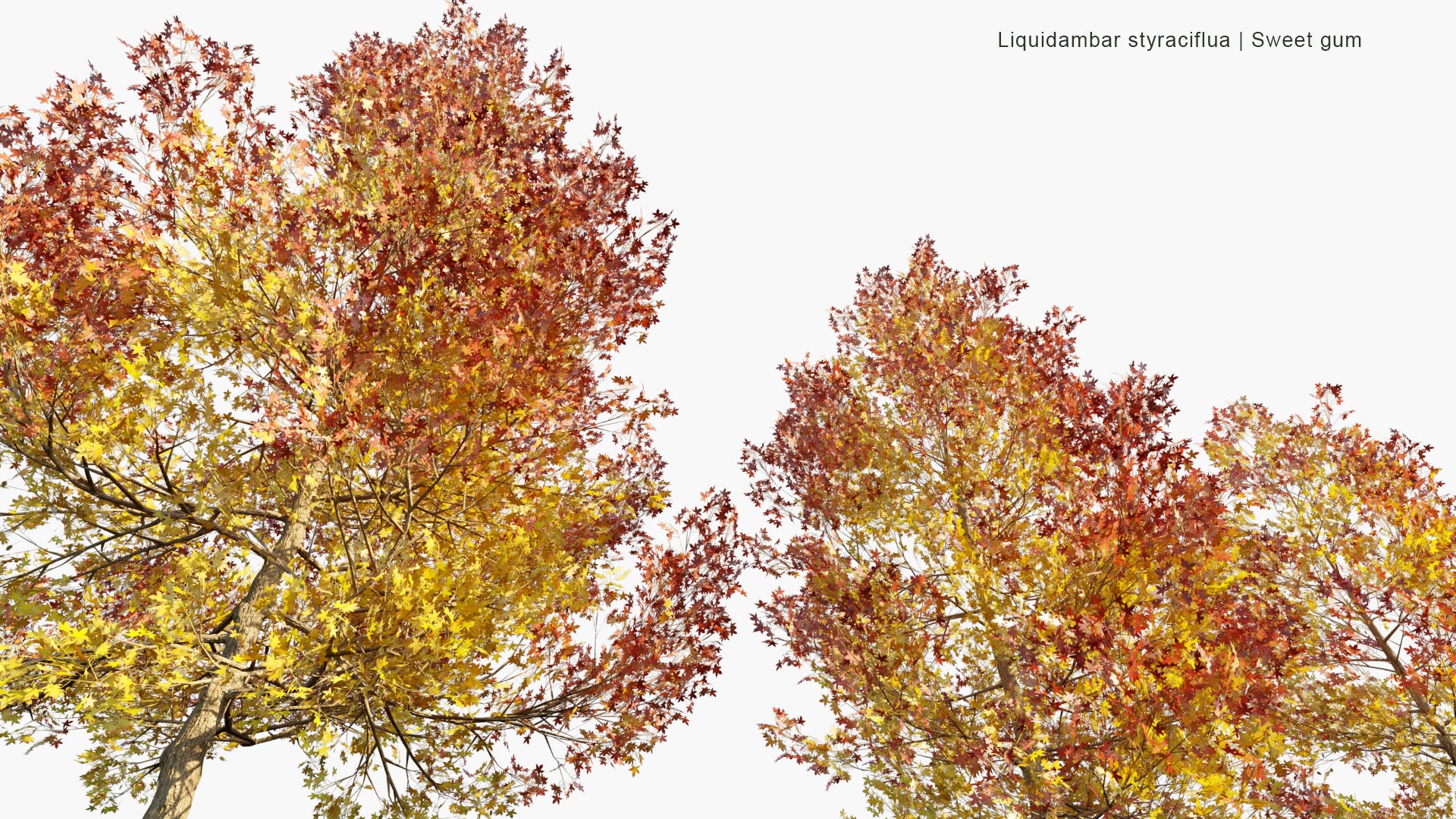 Low Poly Liquidambar Styraciflua - American Sweetgum, Hazel Pine, Bilsted (3D Model)