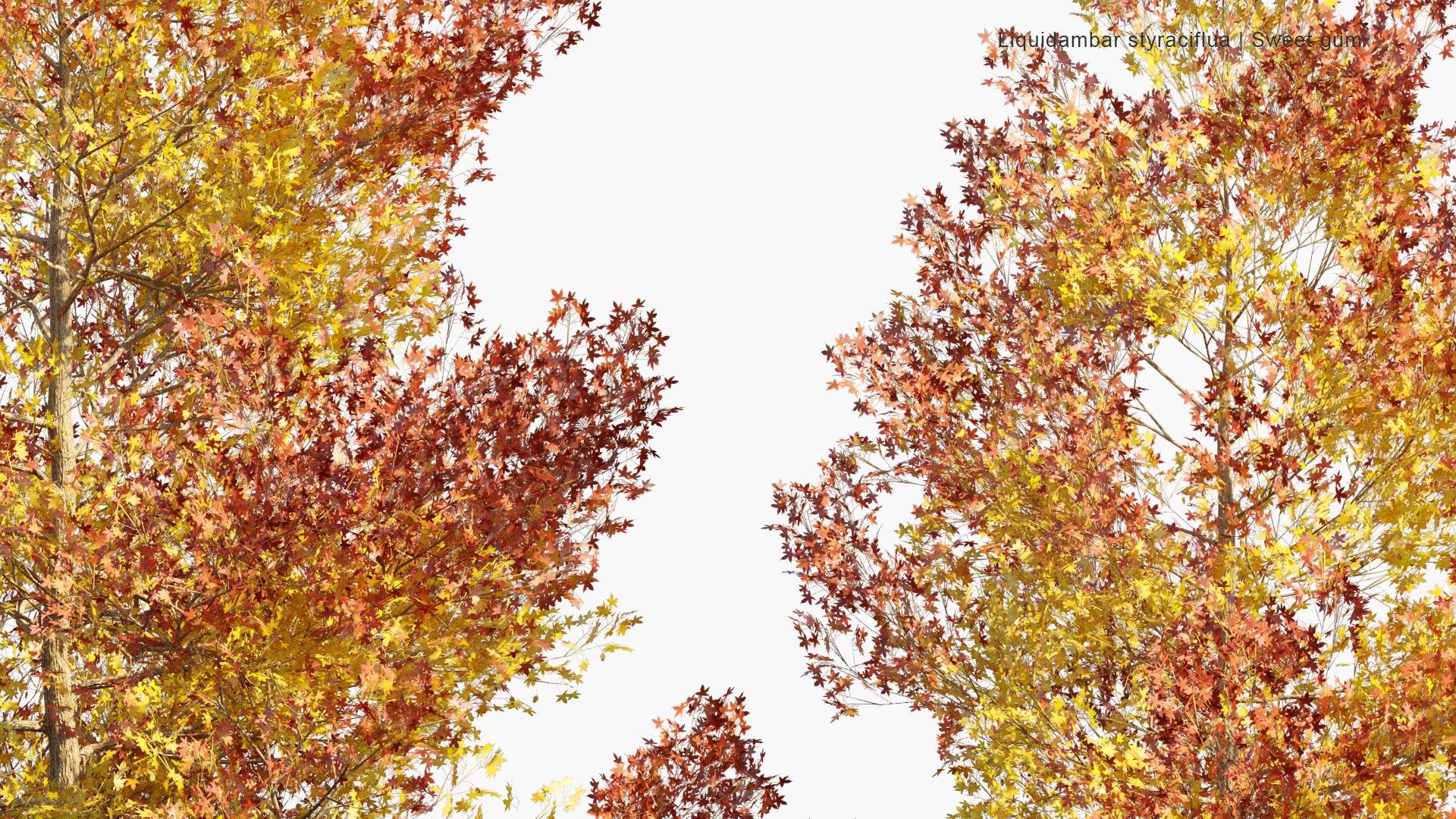 Low Poly Liquidambar Styraciflua - American Sweetgum, Hazel Pine, Bilsted (3D Model)