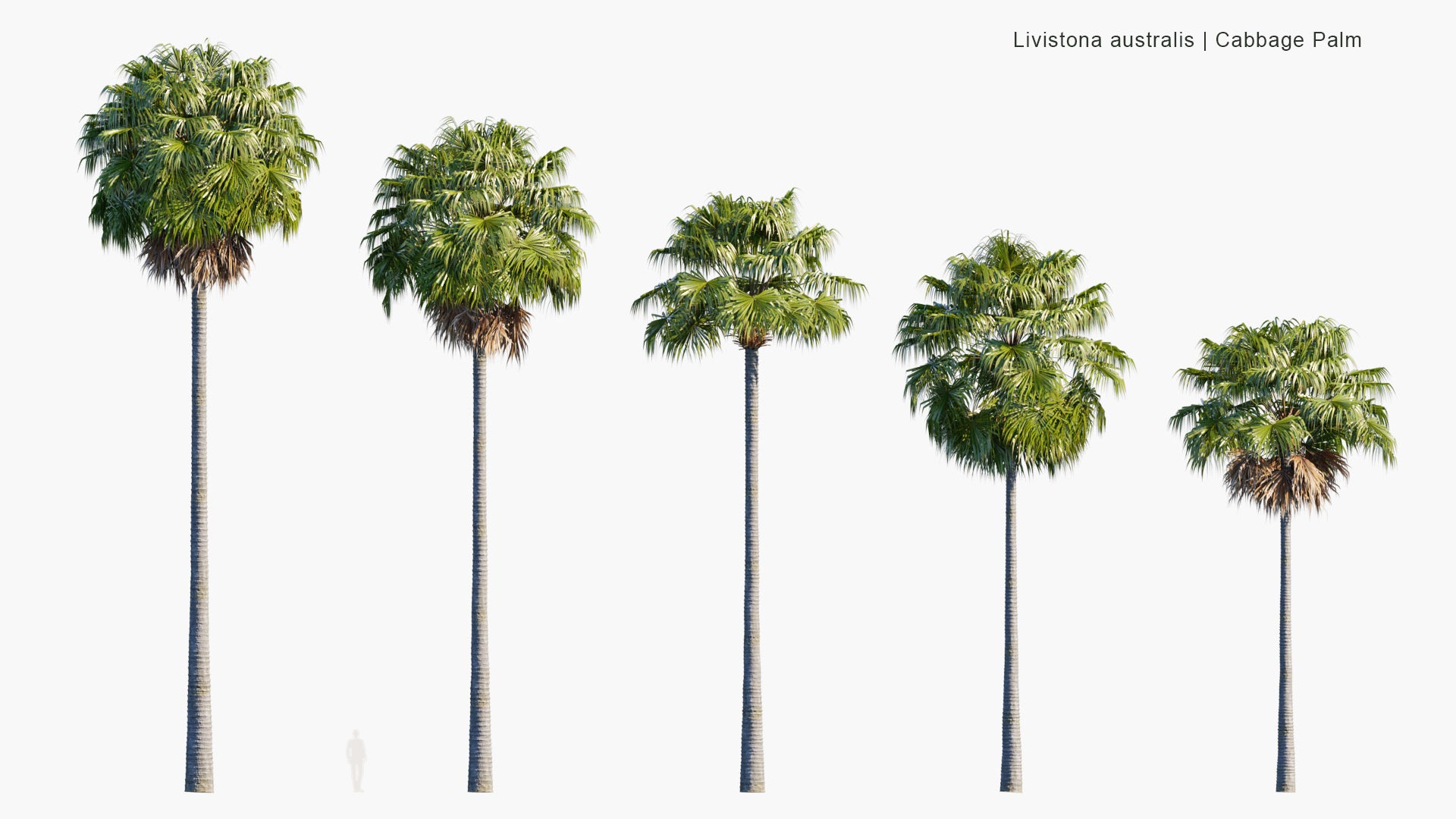 Livistona Australis 3D Model