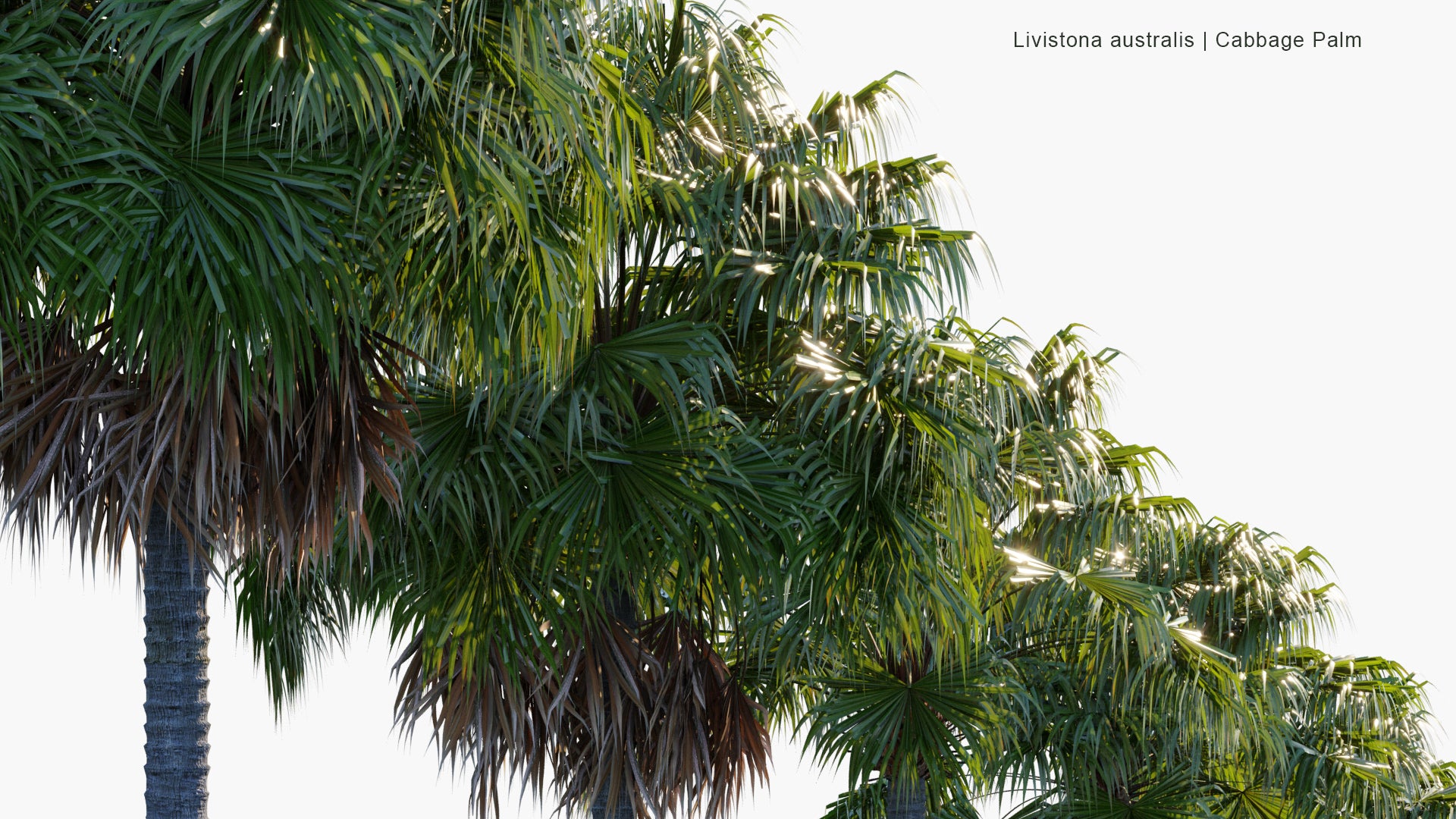 Livistona Australis 3D Model