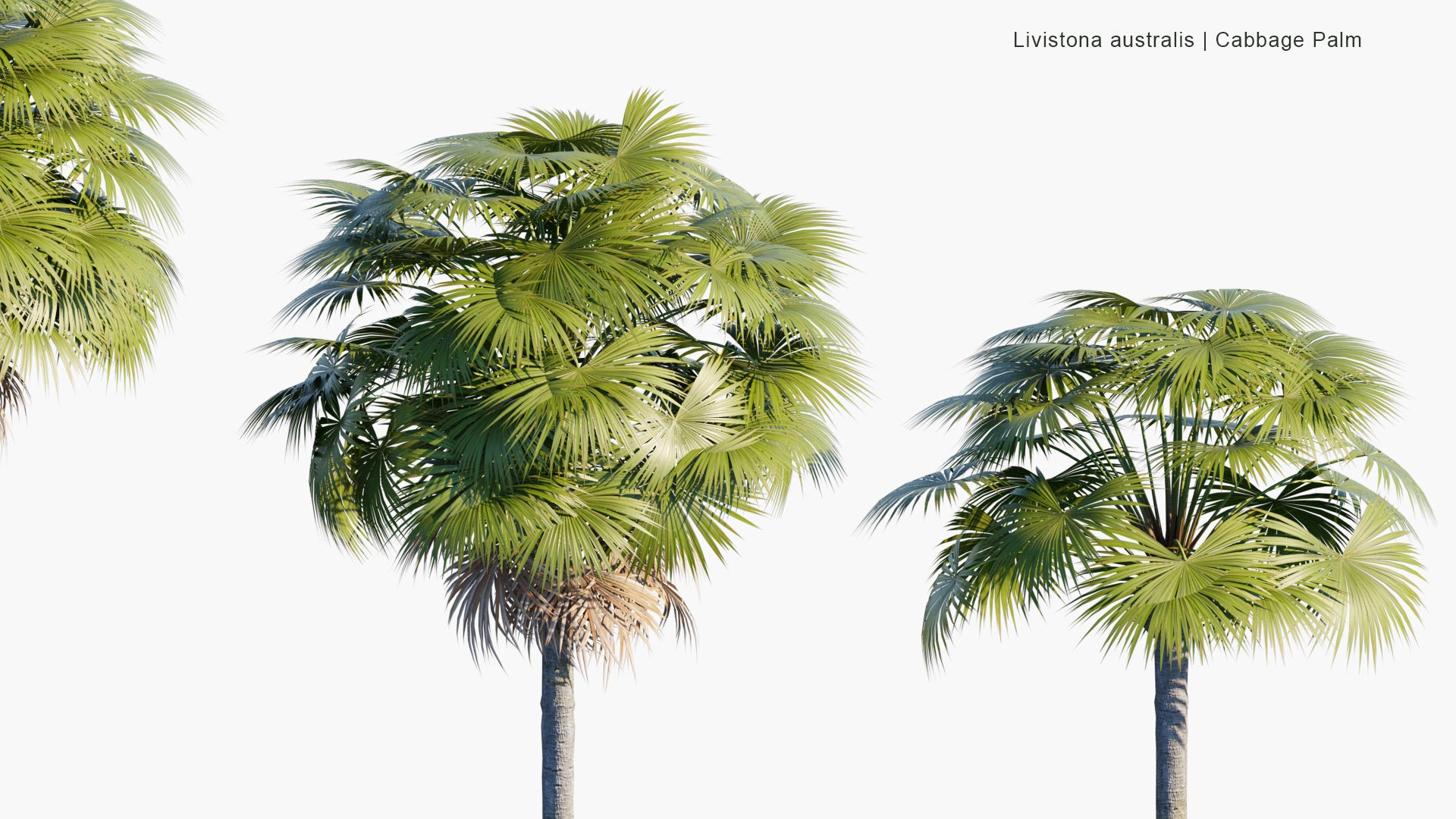 Low Poly Livistona Australis - Cabbage-tree Palm (3D Model)