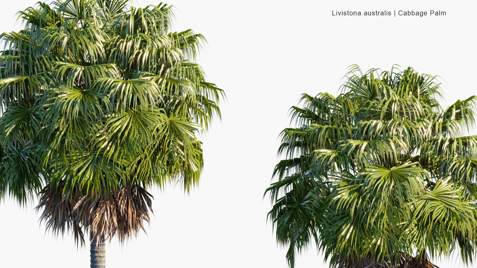 Livistona Australis 3D Model
