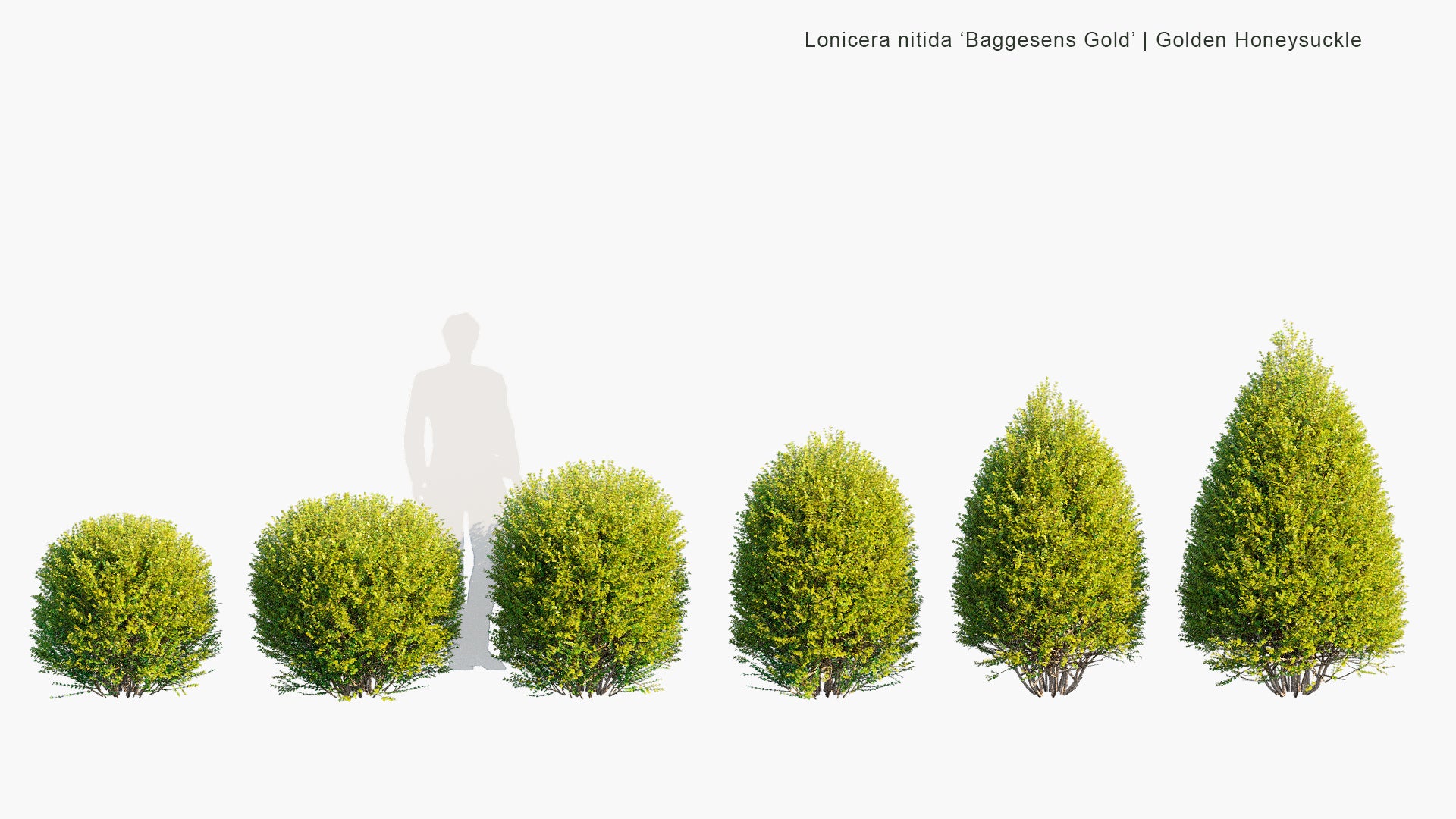 Lonicera Nitida 'Baggesens Gold' - Box Honeysuckle (3D Model)
