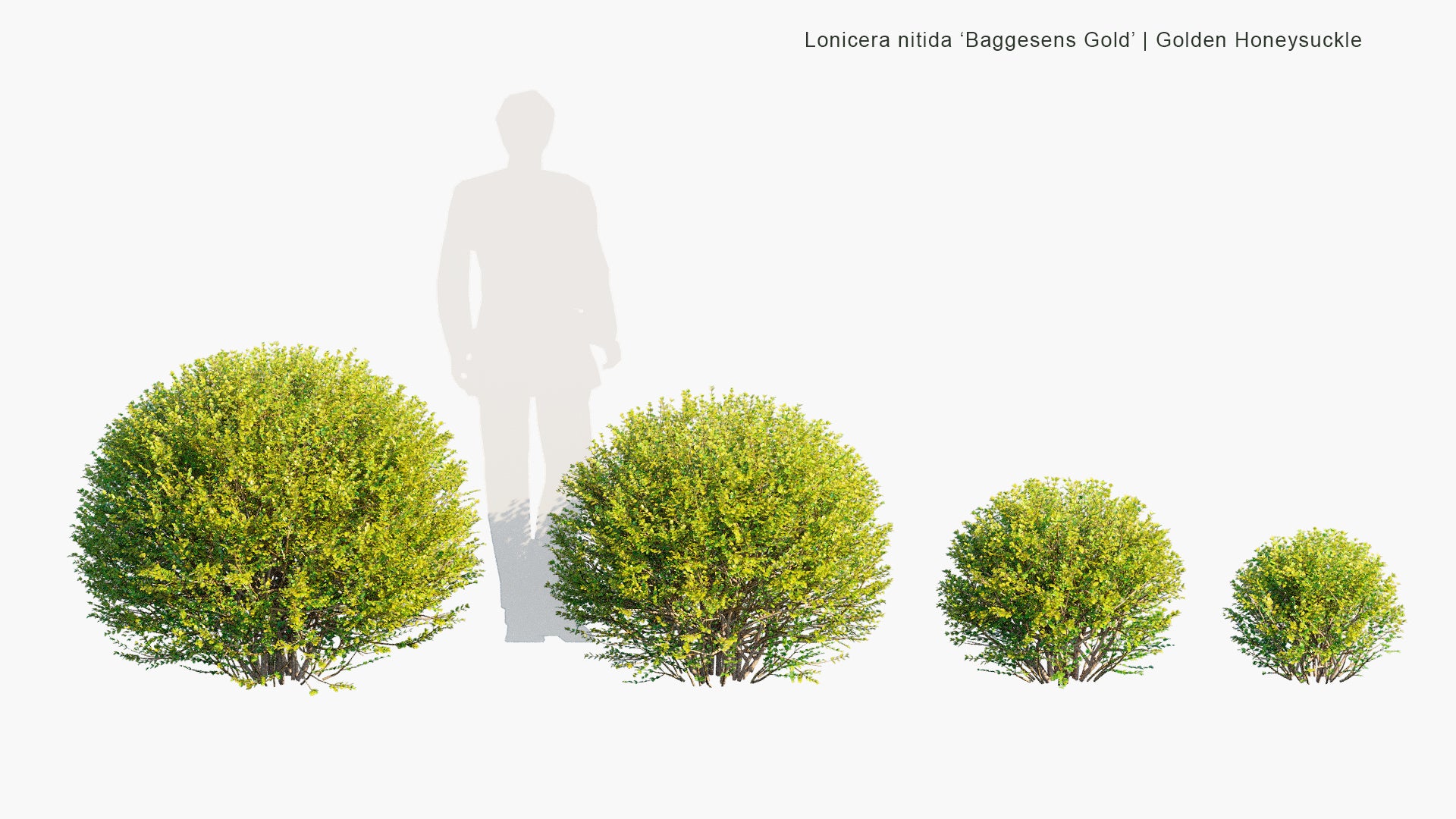Lonicera Nitida 'Baggesens Gold' - Box Honeysuckle (3D Model)