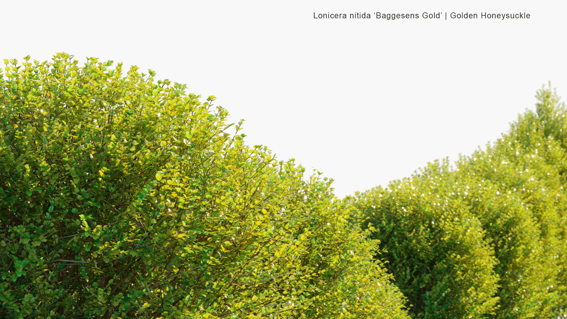 Lonicera Nitida 'Baggesens Gold' - Box Honeysuckle (3D Model)