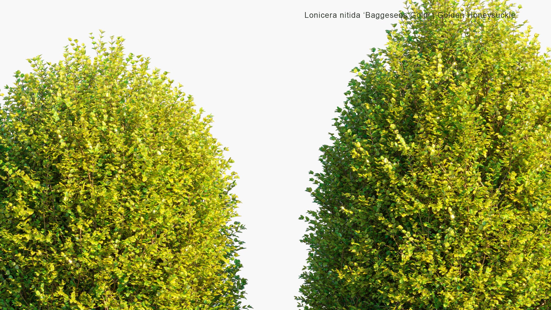 Lonicera Nitida 'Baggesens Gold' - Box Honeysuckle (3D Model)
