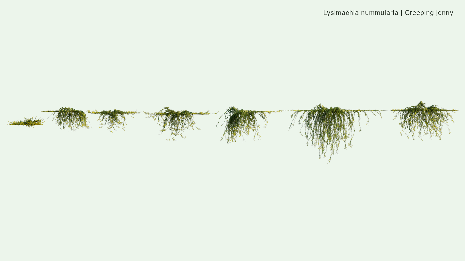 2D Lysimachia Nummularia - Creeping Jenny