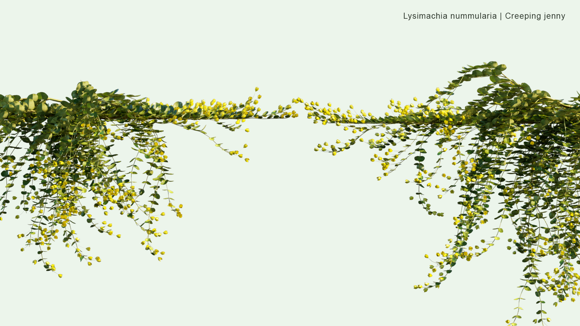 2D Lysimachia Nummularia - Creeping Jenny