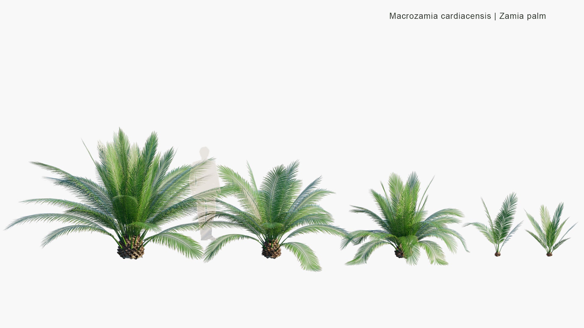 Macrozamia Cardiacensis - Zamia Palm (3D Model)