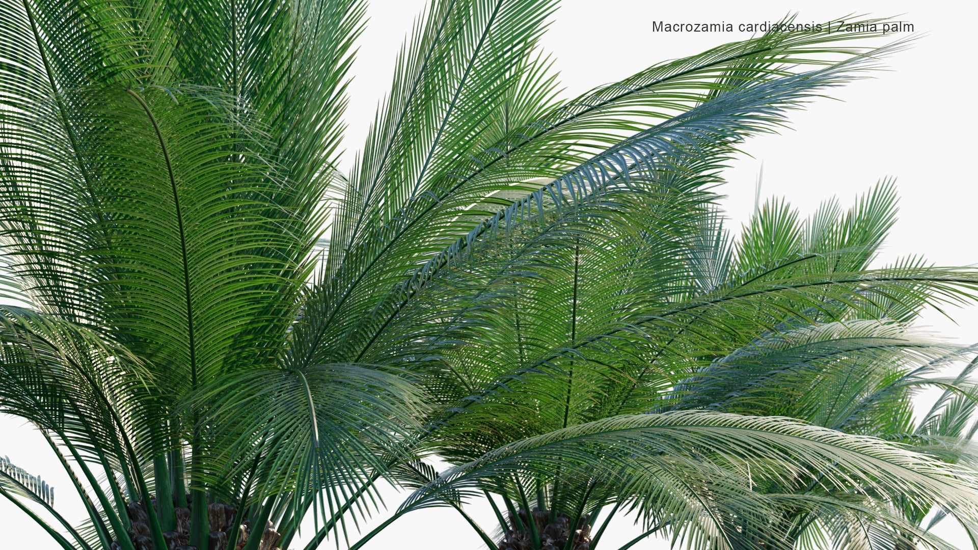 Macrozamia Cardiacensis - Zamia Palm (3D Model)