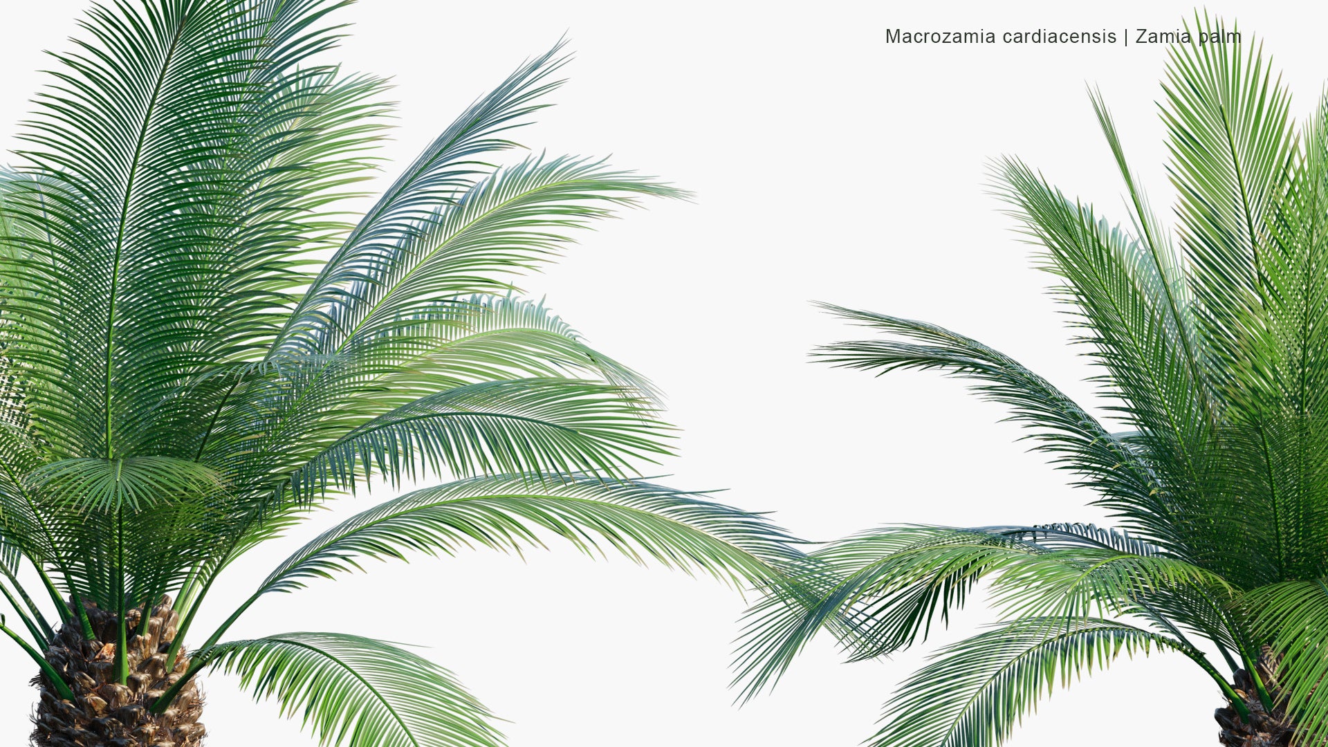 Macrozamia Cardiacensis - Zamia Palm (3D Model)