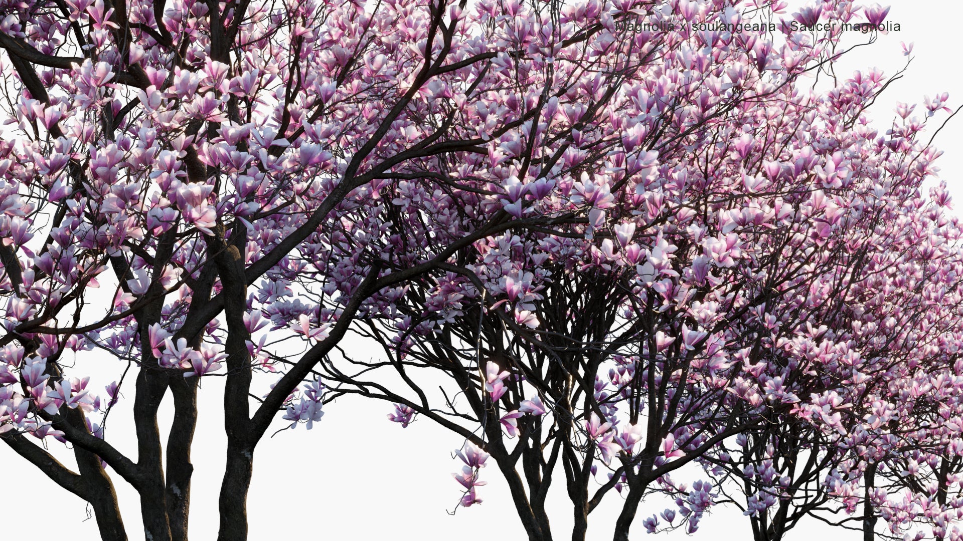 Magnolia x Soulangeana 3D Model