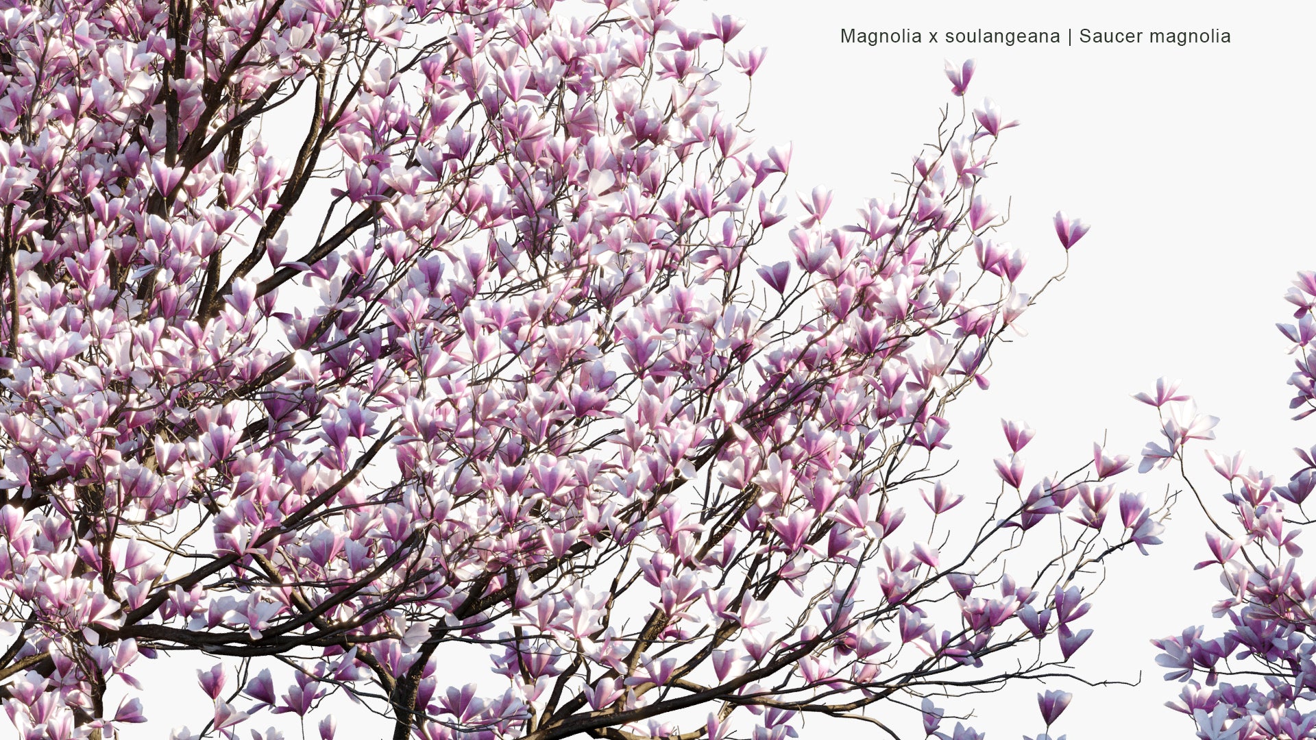 Magnolia x Soulangeana 3D Model
