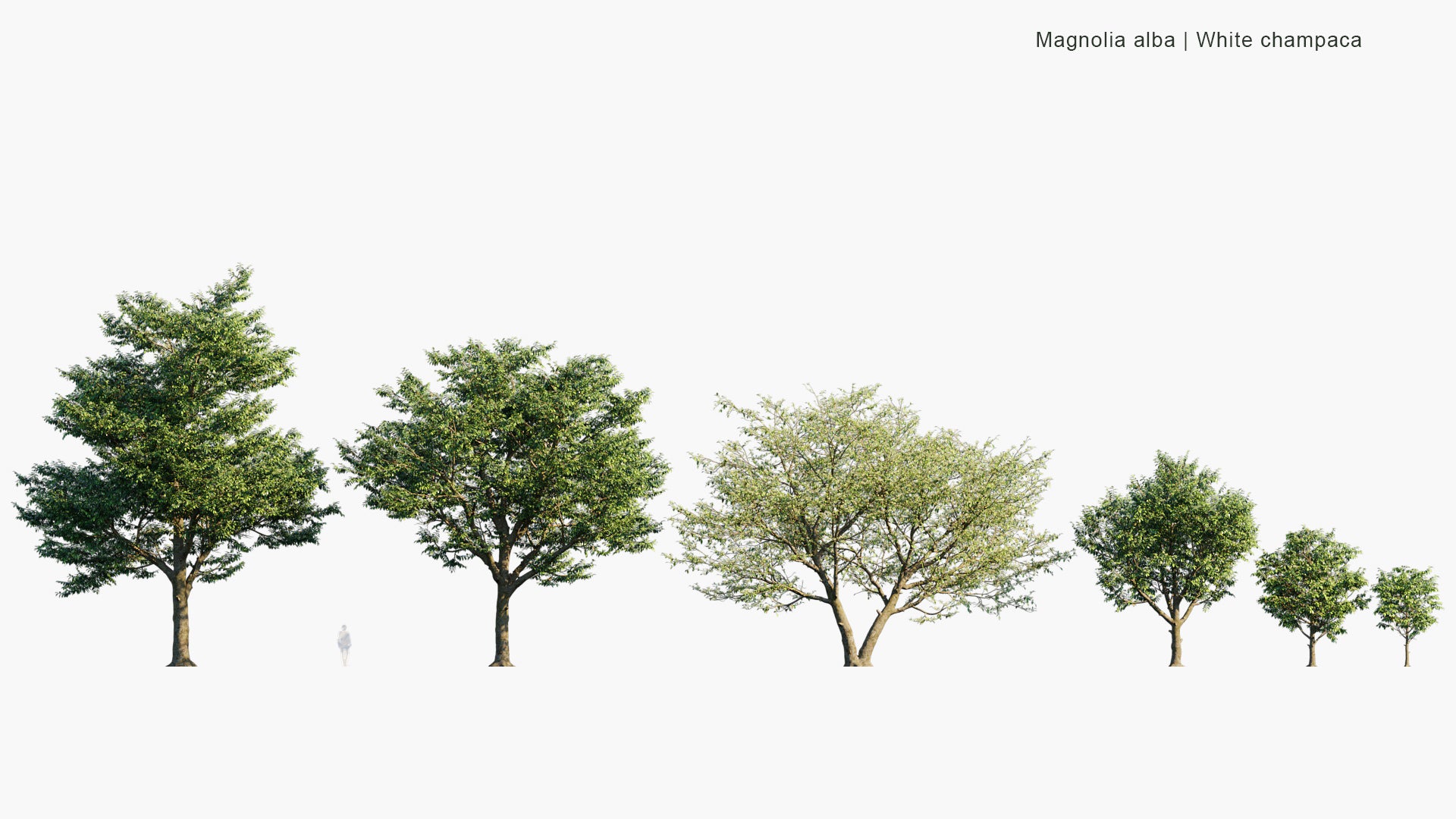 Magnolia Alba - White Champaca, White Sandalwood, White Jade Orchid Tree (3D Model)