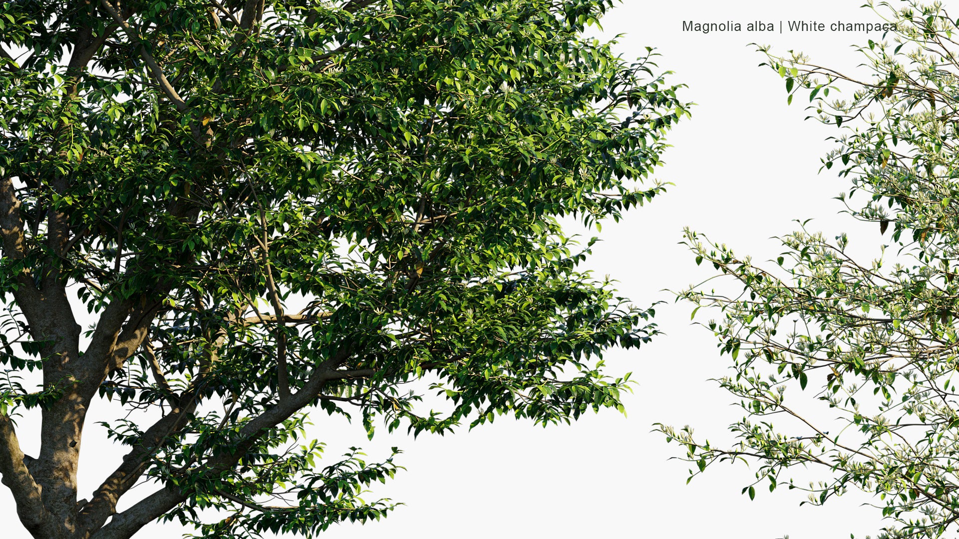 Magnolia Alba - White Champaca, White Sandalwood, White Jade Orchid Tree (3D Model)