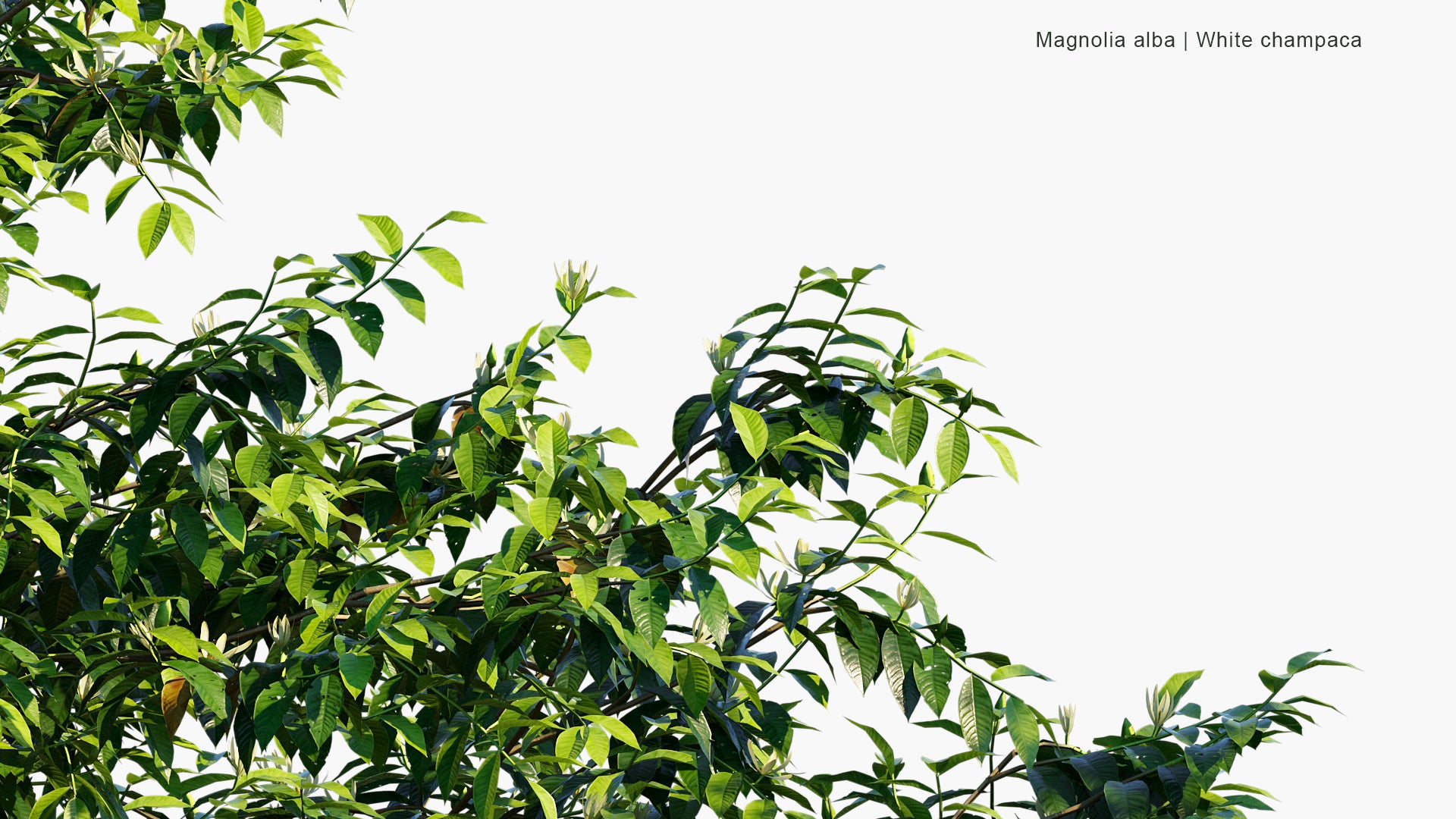 Magnolia Alba - White Champaca, White Sandalwood, White Jade Orchid Tree (3D Model)