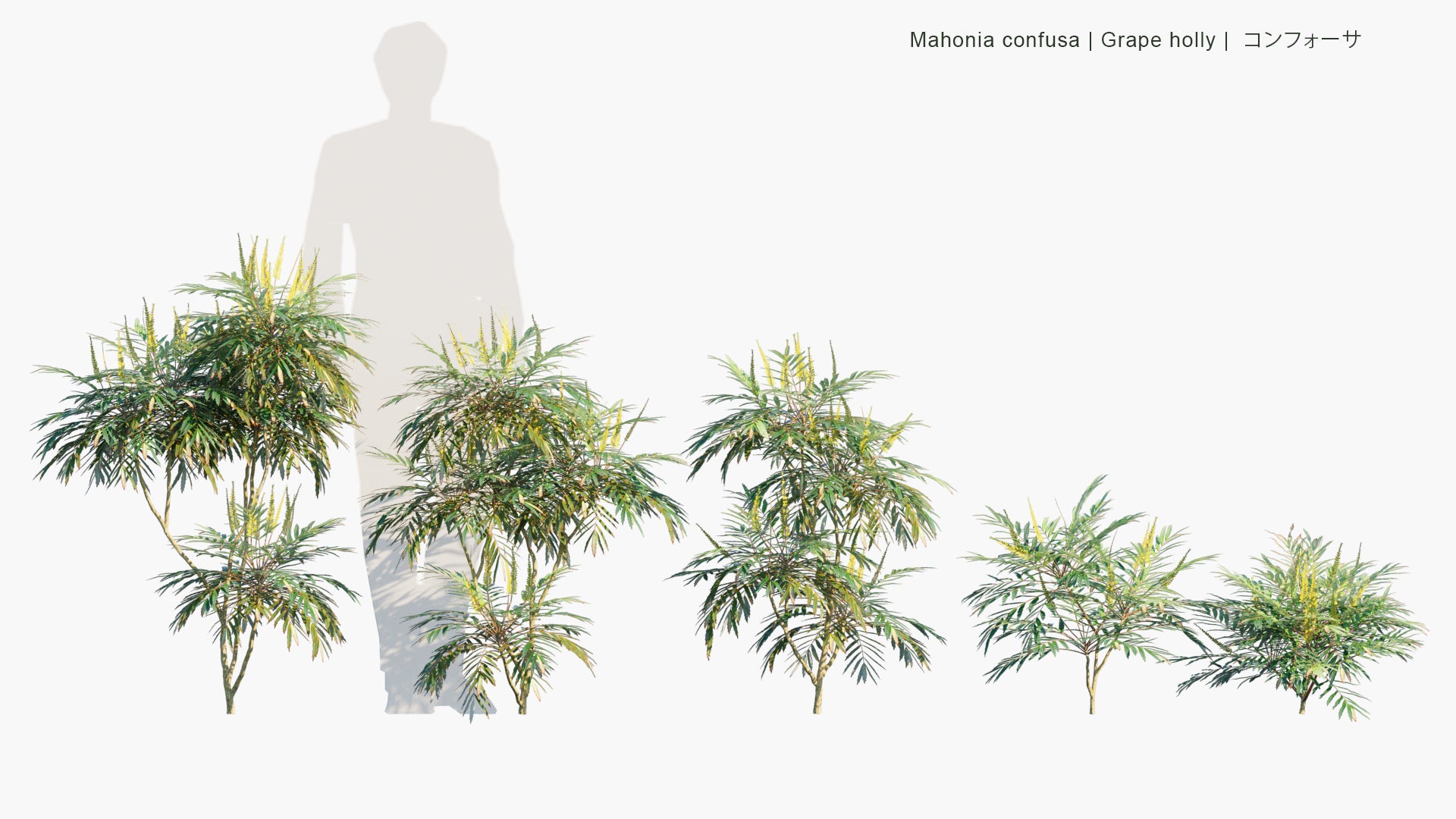 Low Poly Mahonia Confusa - Grape Holly, コンフォーサ (3D Model)