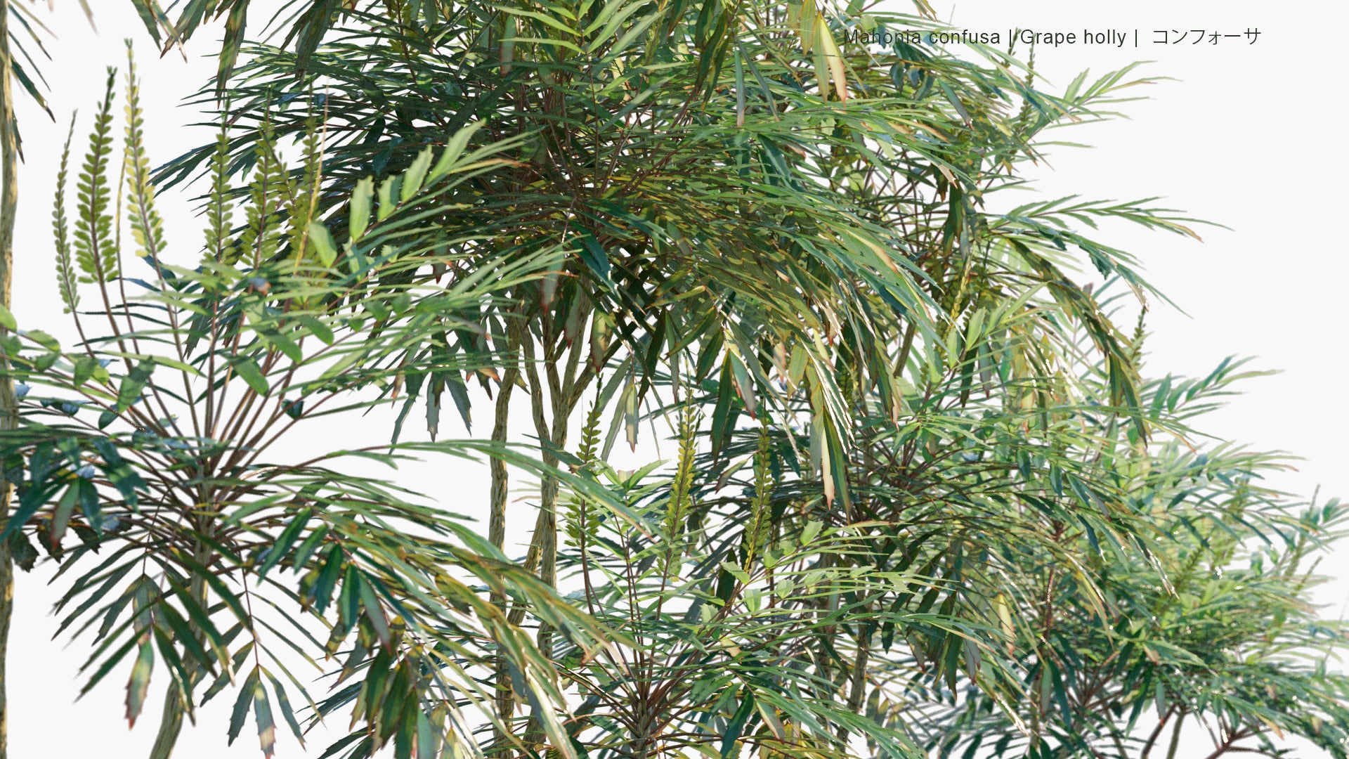 Low Poly Mahonia Confusa - Grape Holly, コンフォーサ (3D Model)