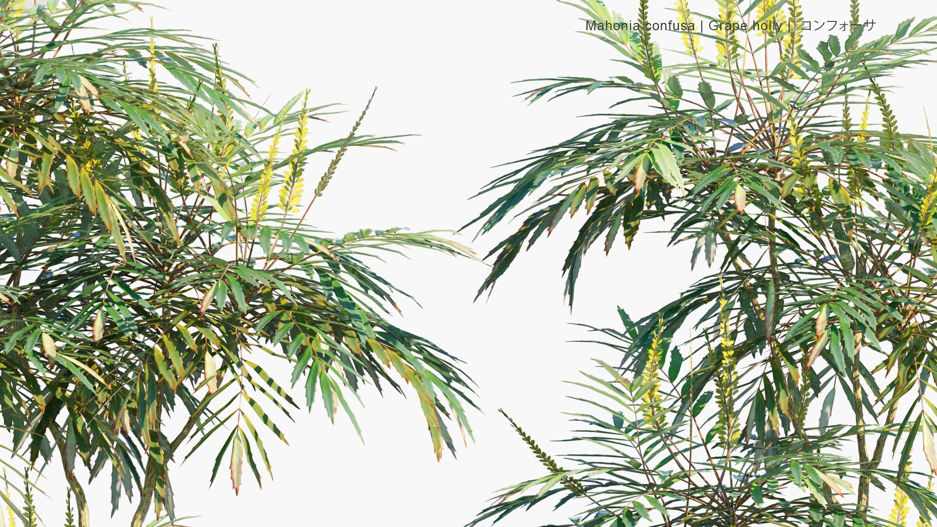 Low Poly Mahonia Confusa - Grape Holly, コンフォーサ (3D Model)
