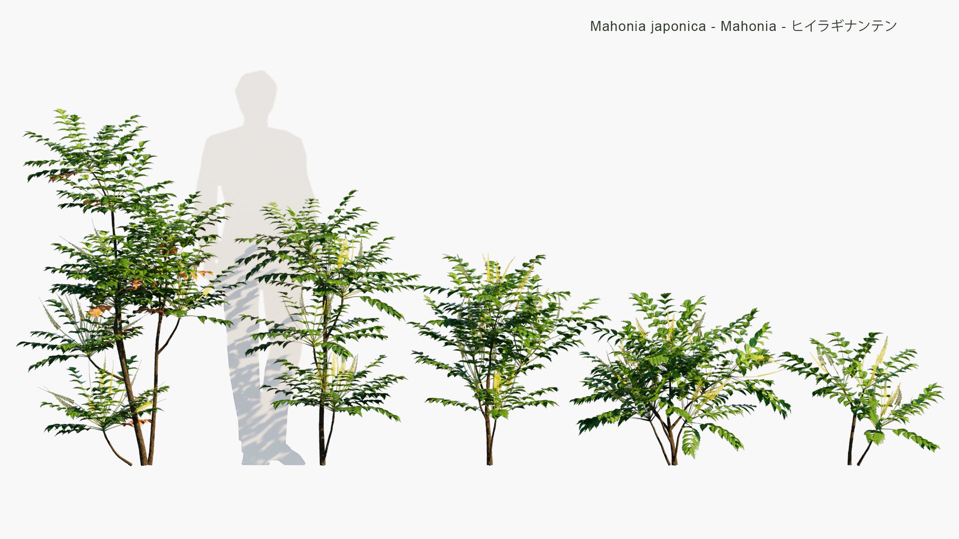 Low Poly Mahonia Japonica - Mahonia, ヒイラギナンテン (3D Model)