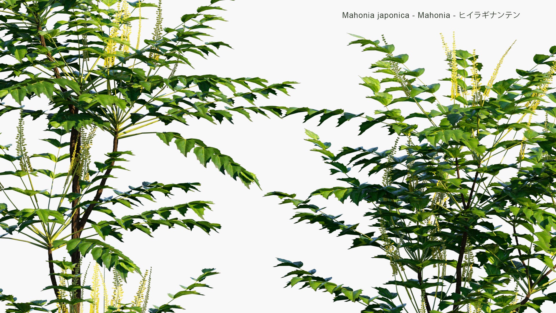 Low Poly Mahonia Japonica - Mahonia, ヒイラギナンテン (3D Model)