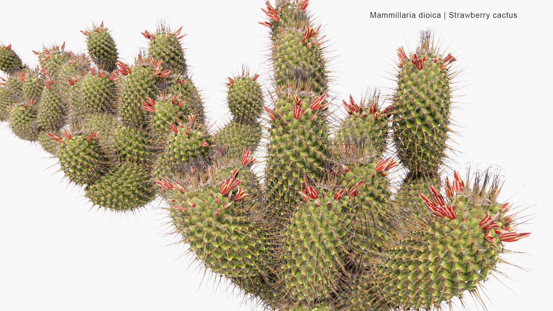 Low Poly Mammillaria Dioica - Strawberry Cactus, California Fishhook Cactus, Strawberry Pincushion, Fishhook Cactus (3D Model)