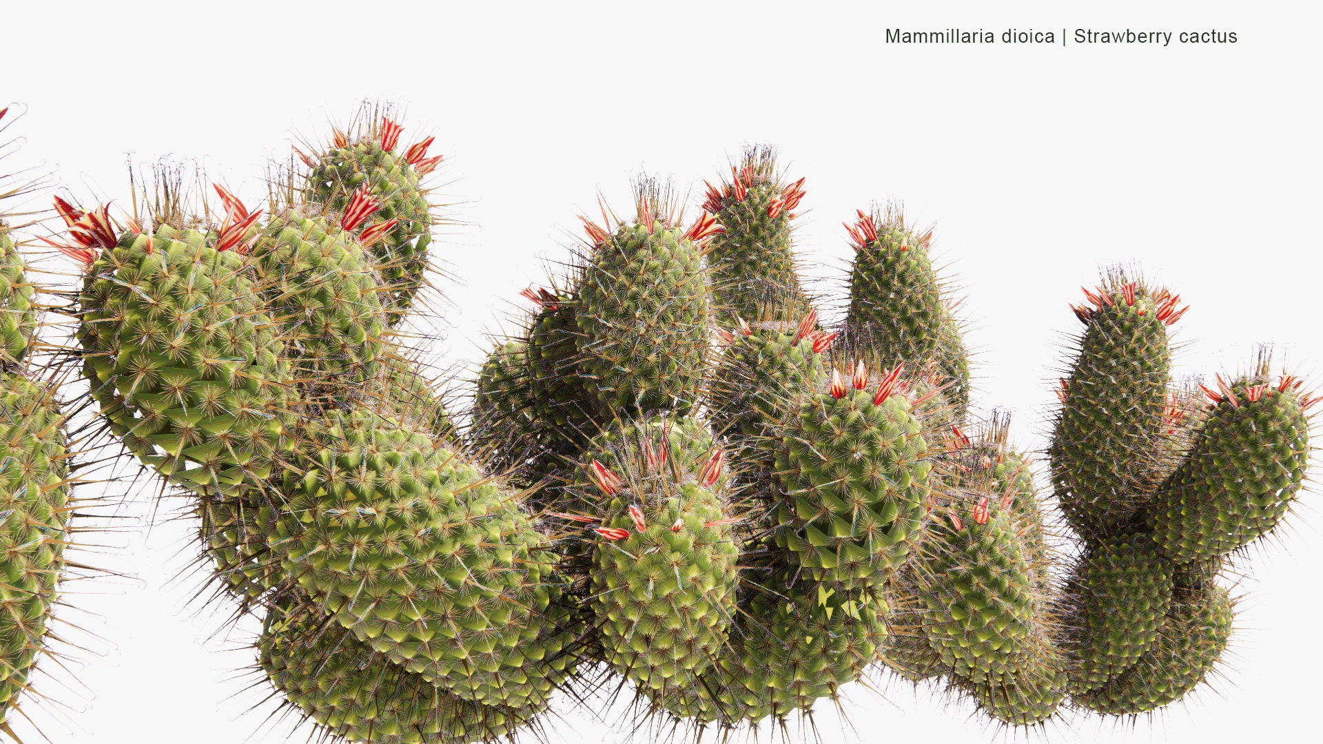 Low Poly Mammillaria Dioica - Strawberry Cactus, California Fishhook Cactus, Strawberry Pincushion, Fishhook Cactus (3D Model)