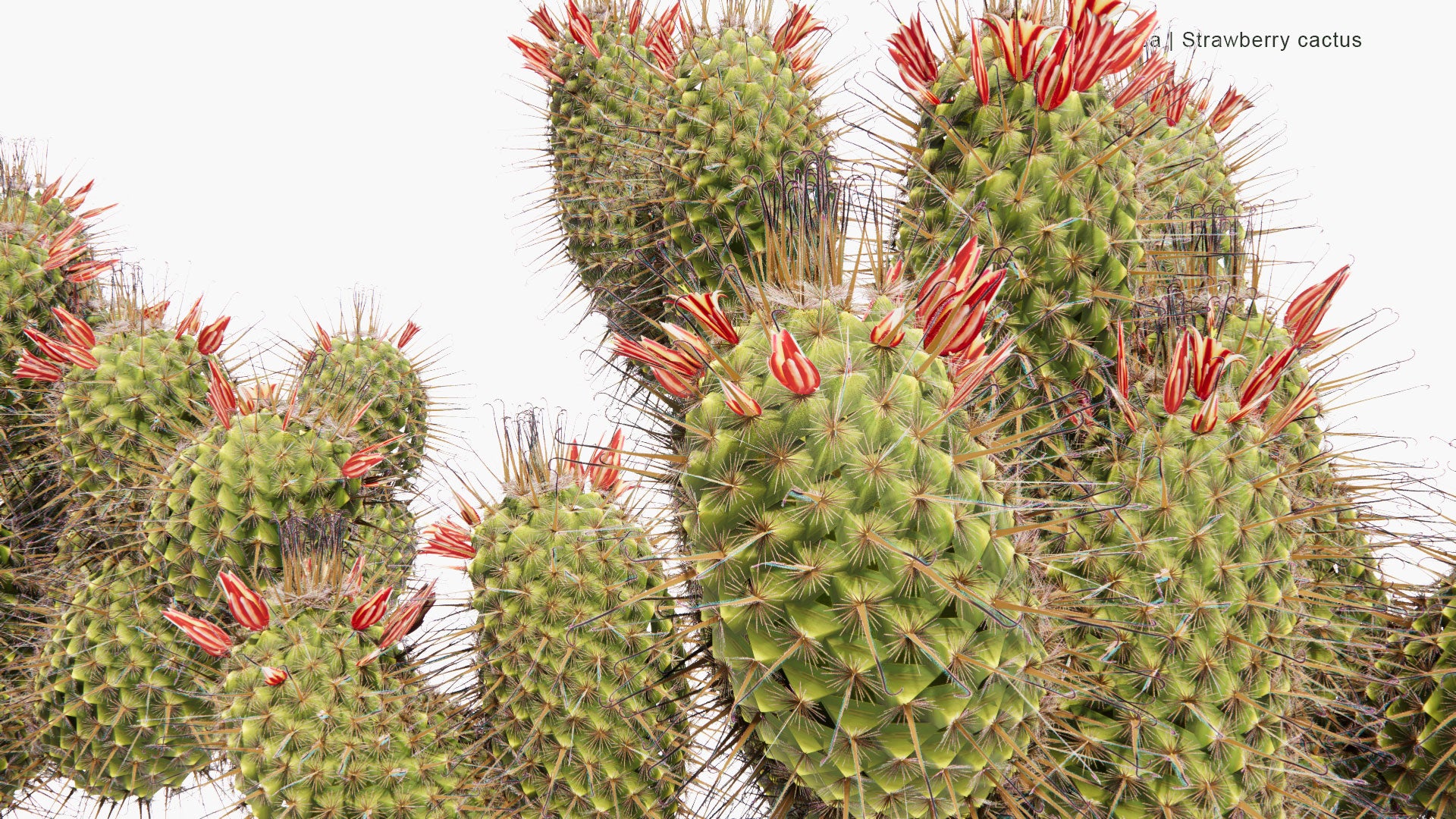 Low Poly Mammillaria Dioica - Strawberry Cactus, California Fishhook Cactus, Strawberry Pincushion, Fishhook Cactus (3D Model)