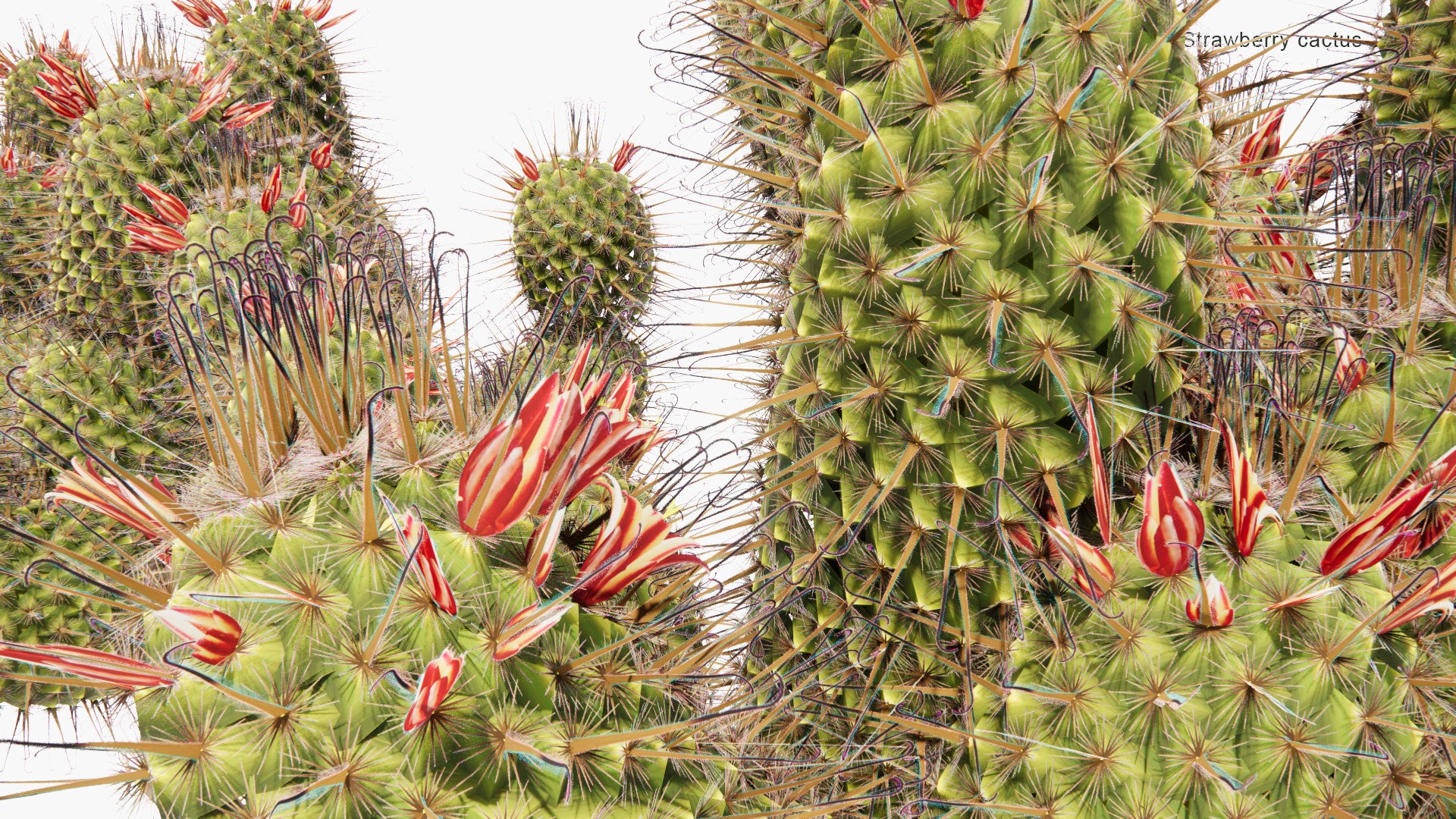 Low Poly Mammillaria Dioica - Strawberry Cactus, California Fishhook Cactus, Strawberry Pincushion, Fishhook Cactus (3D Model)