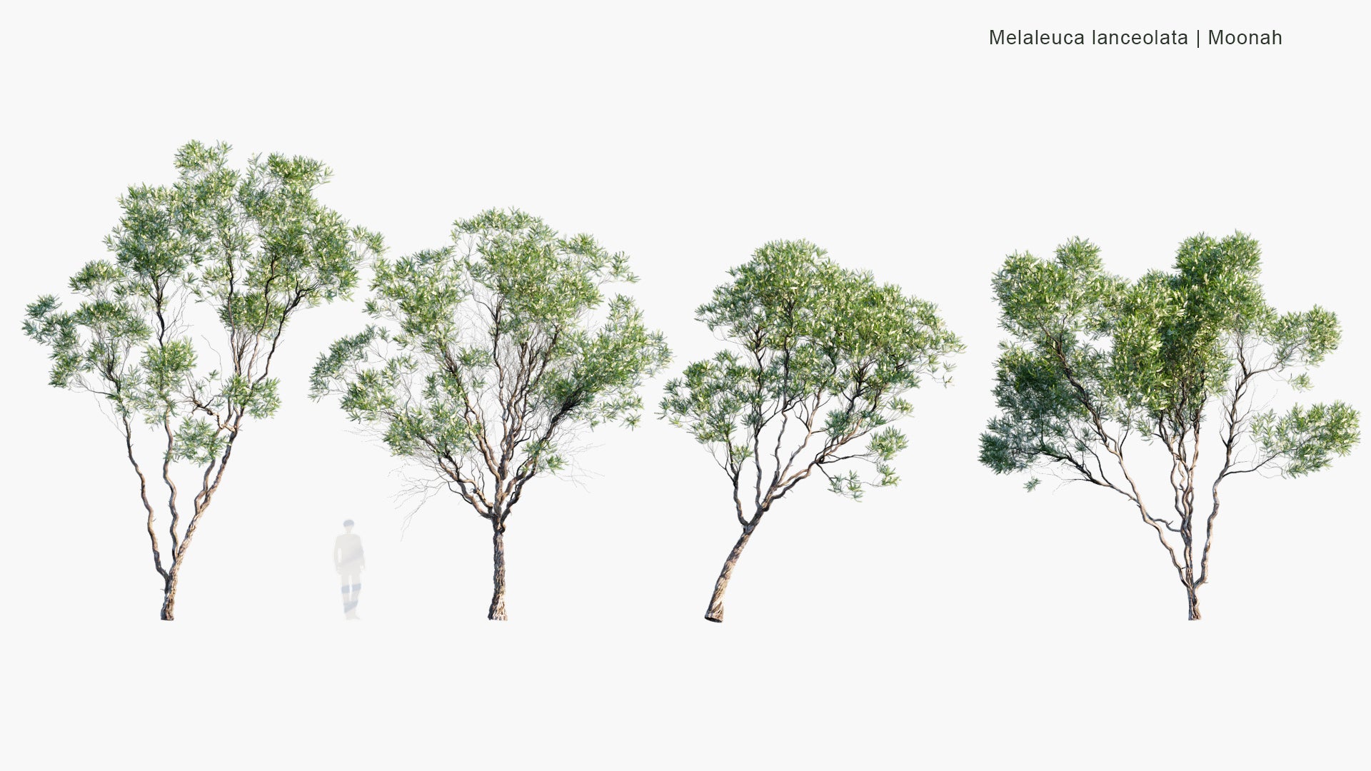 Low Poly Melaleuca Lanceolata - Moonah (3D Model)