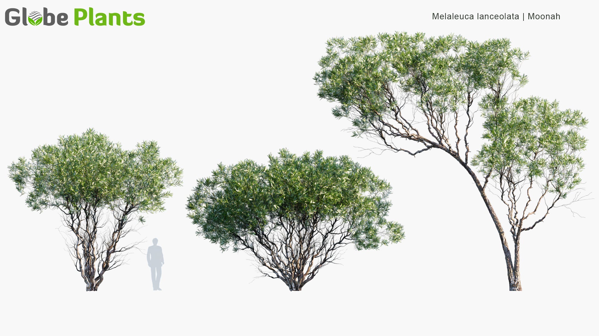 Low Poly Melaleuca Lanceolata - Moonah (3D Model)