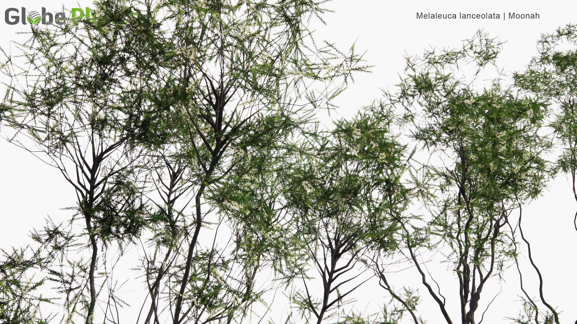Low Poly Melaleuca Lanceolata - Moonah (3D Model)