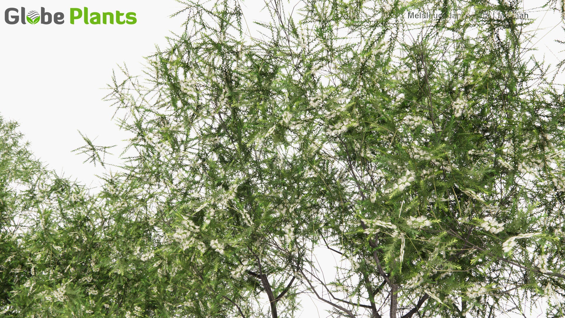 Low Poly Melaleuca Lanceolata - Moonah (3D Model)