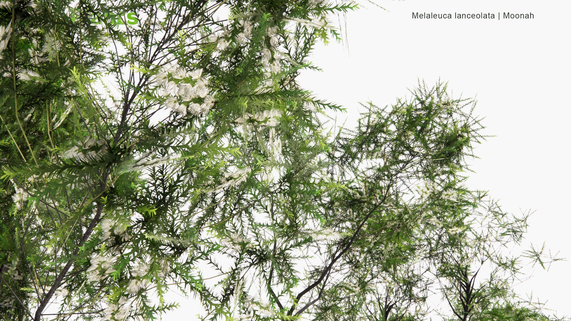 Low Poly Melaleuca Lanceolata - Moonah (3D Model)
